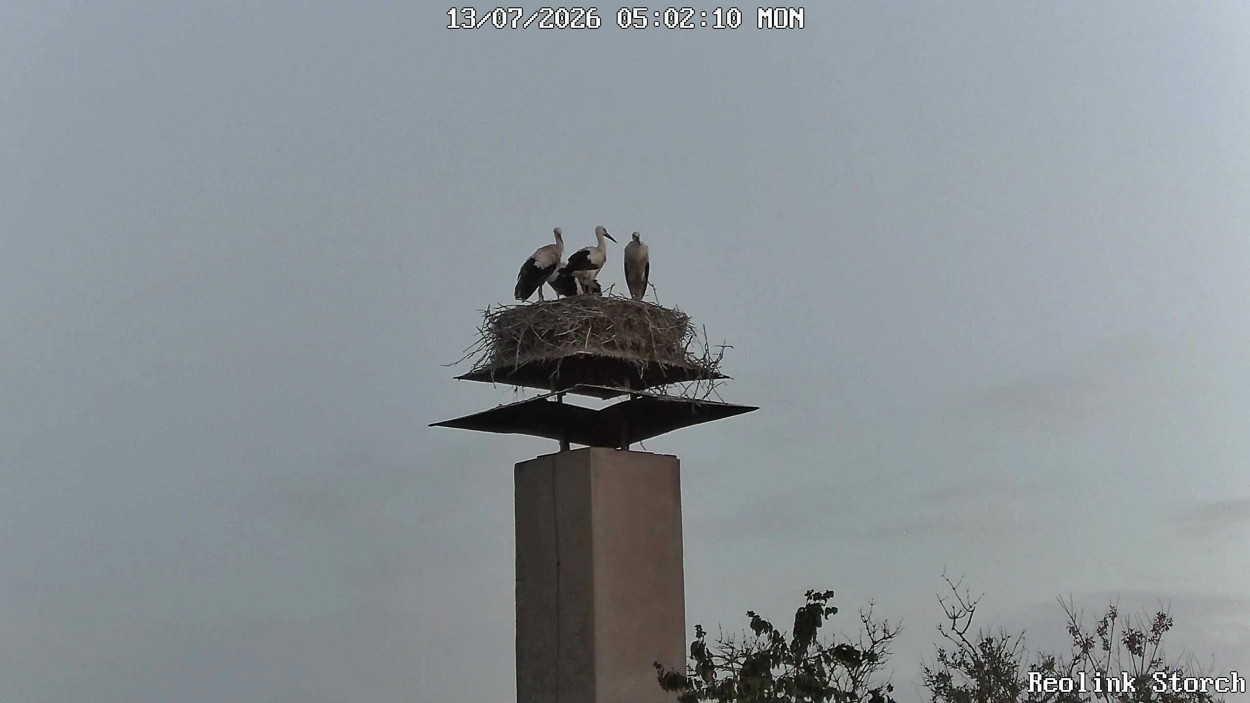 Storchencam Bild