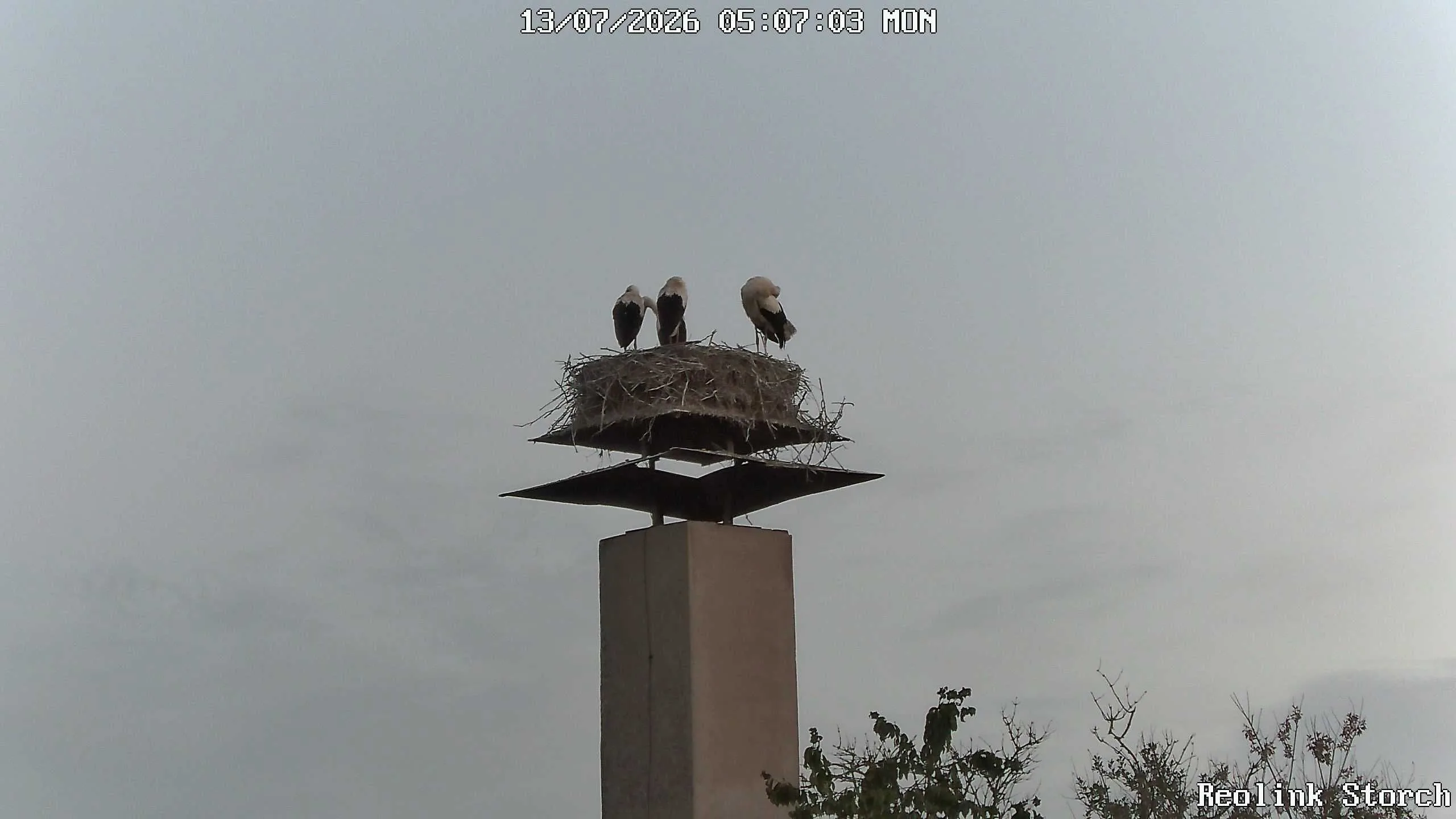 Storchencam Bild