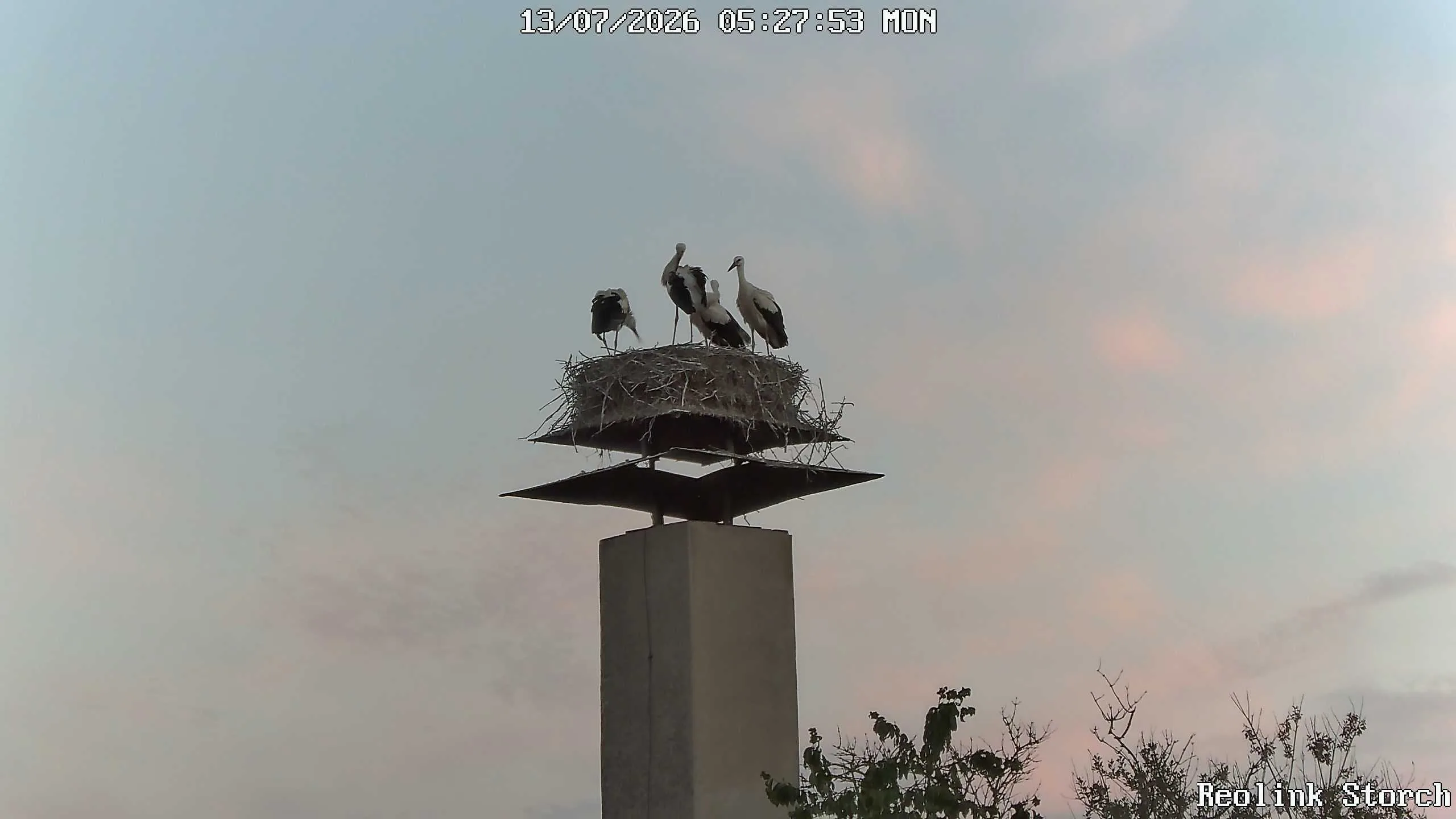 Storchencam Bild
