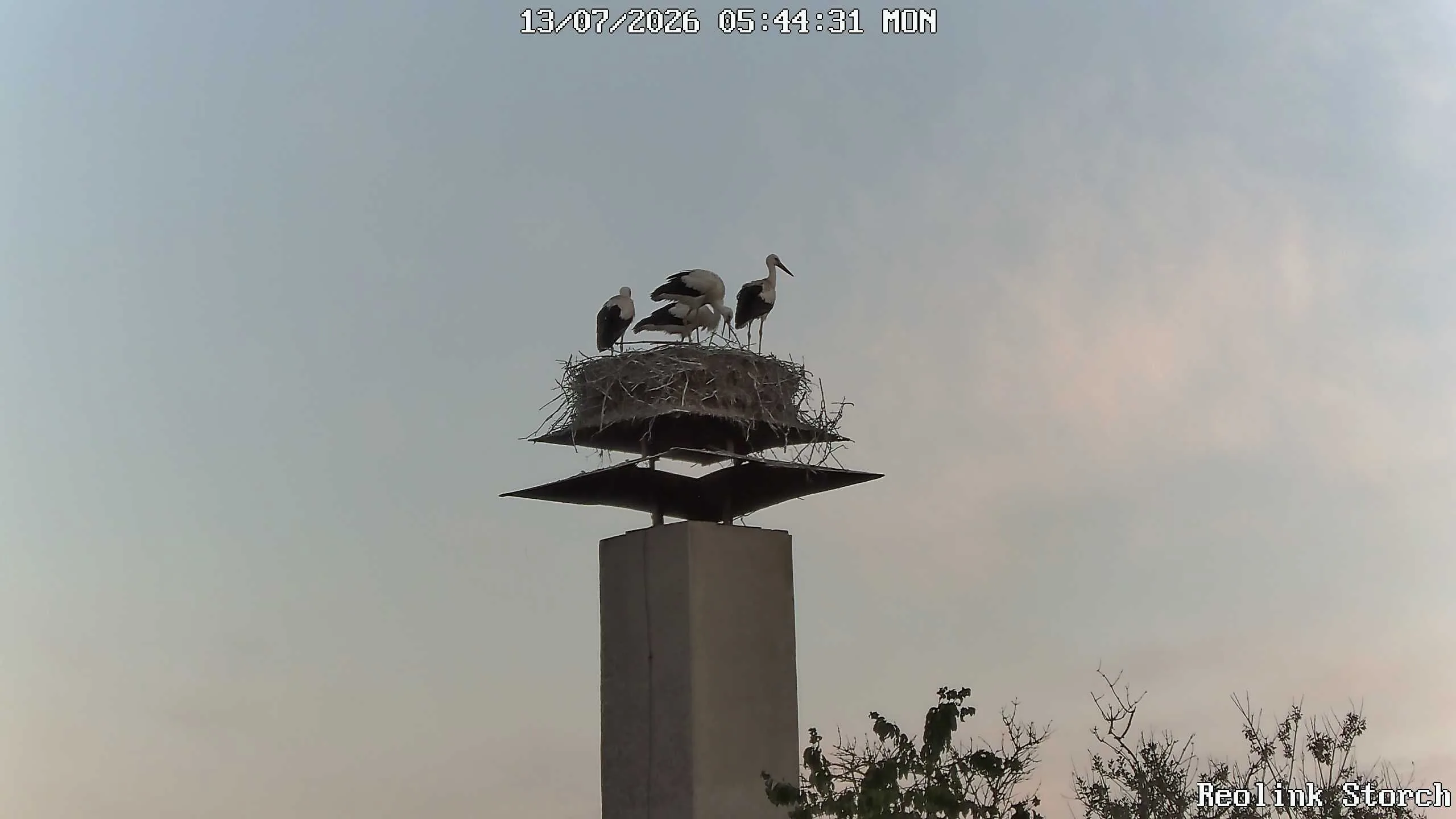 Storchencam Bild