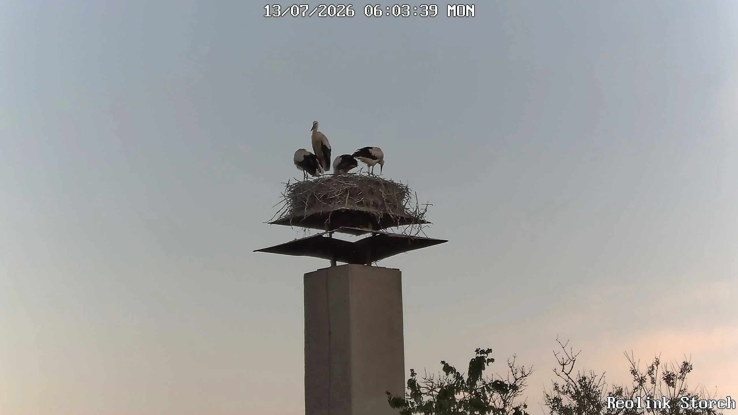 Storchencam Bild