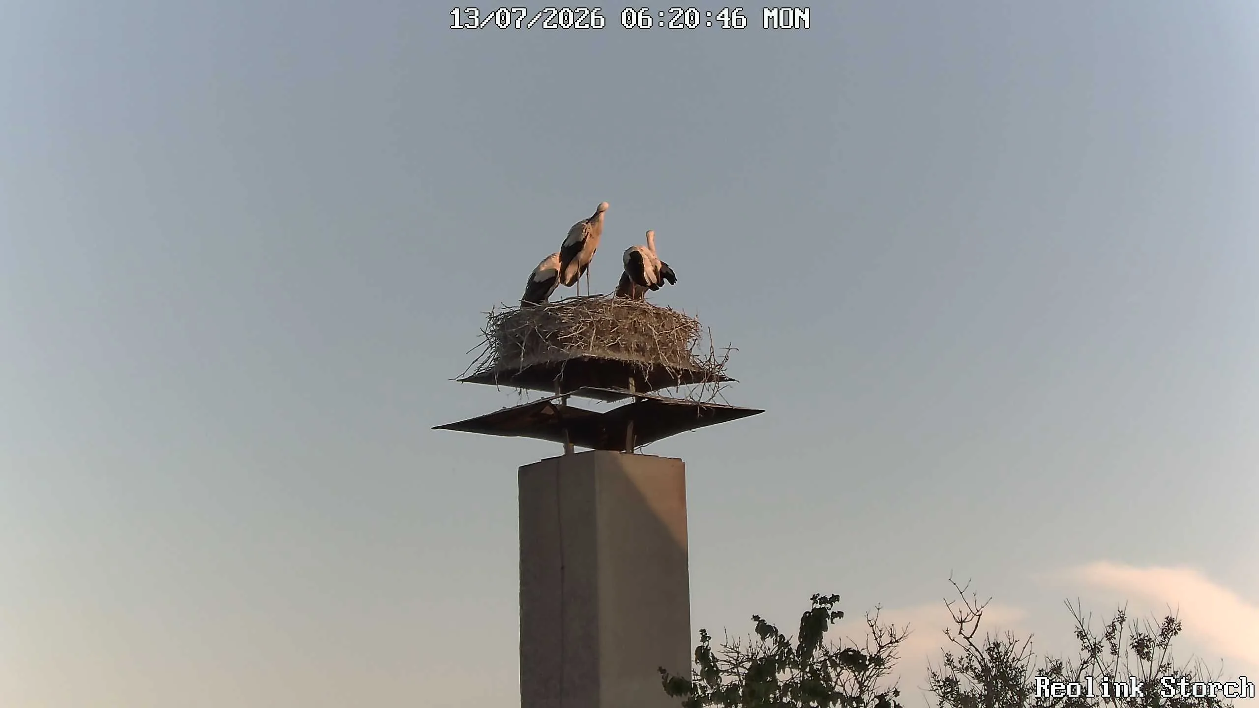Storchencam Bild
