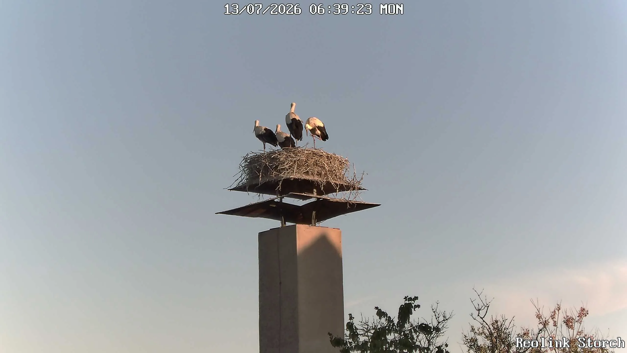 Storchencam Bild
