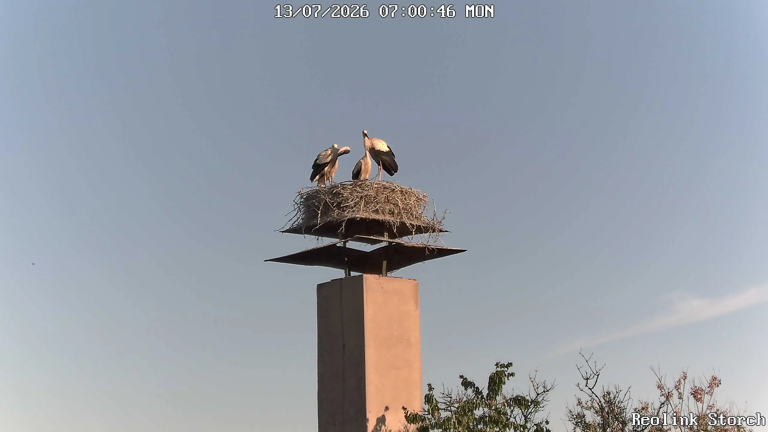 Storchencam Bild