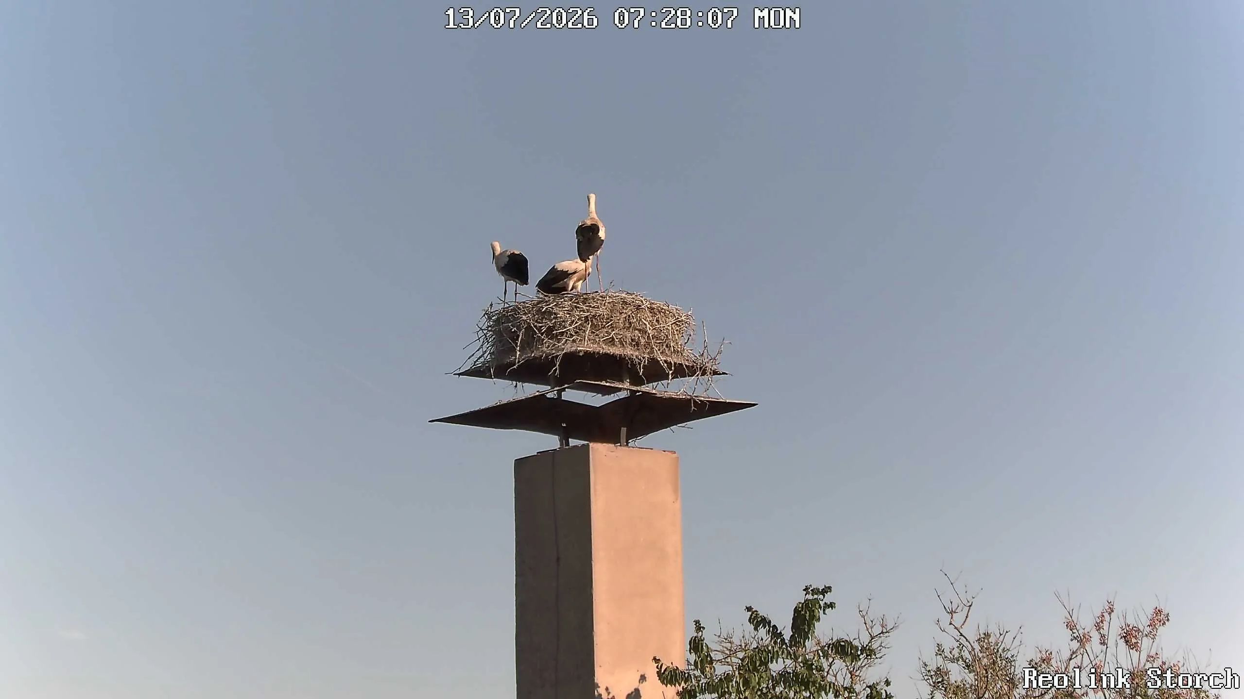 Storchencam Bild