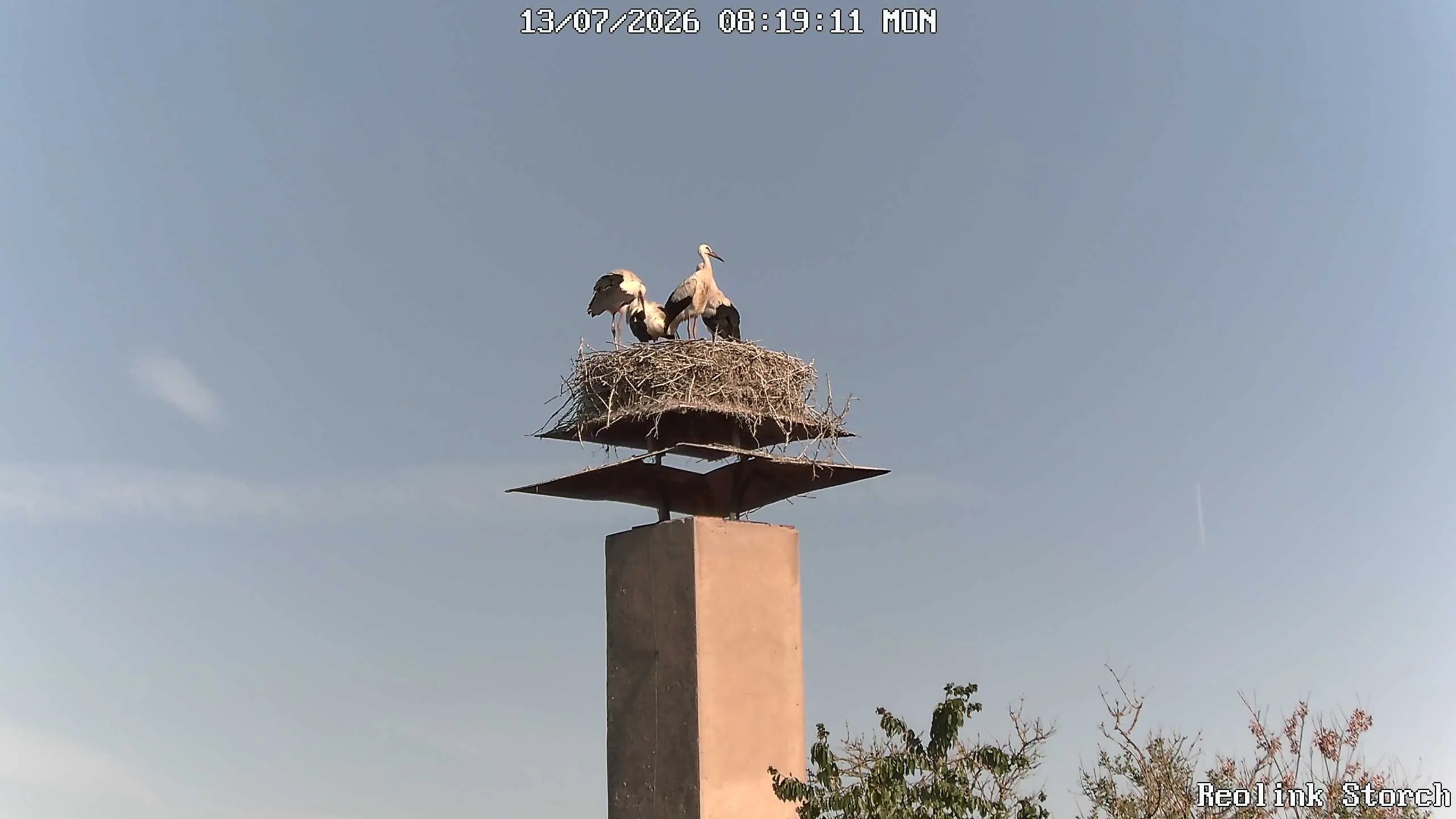 Storchencam Bild