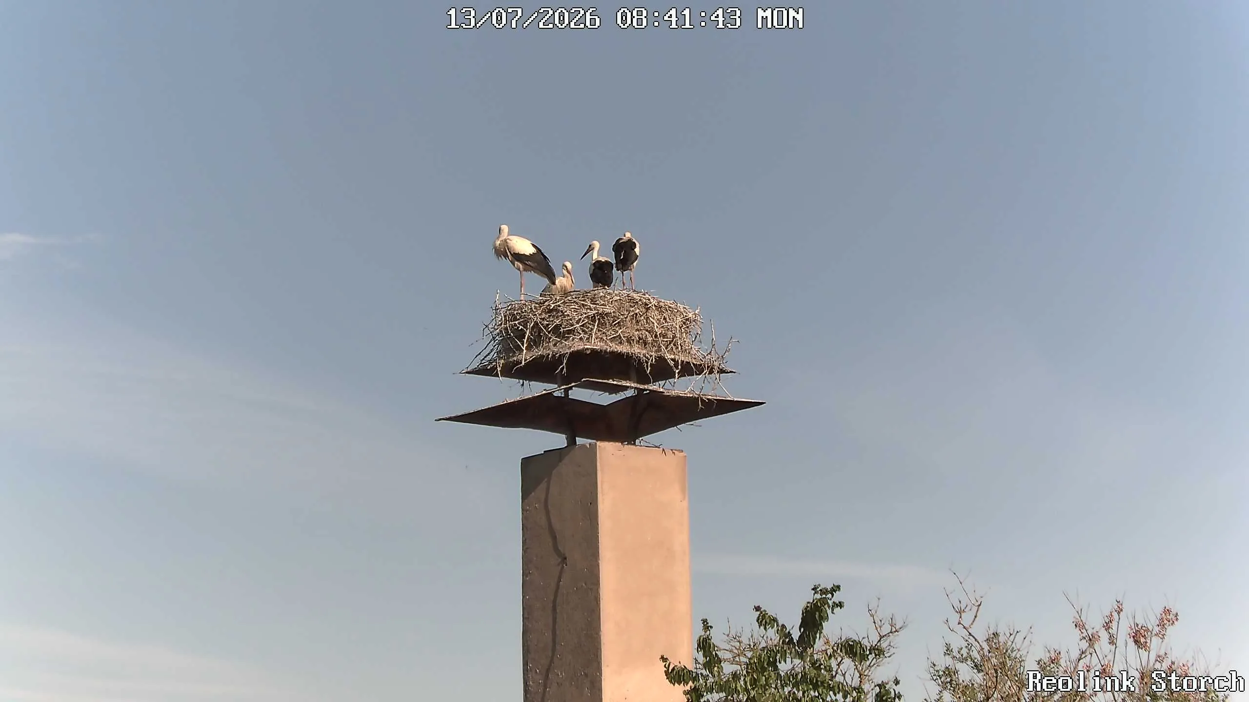 Storchencam Bild
