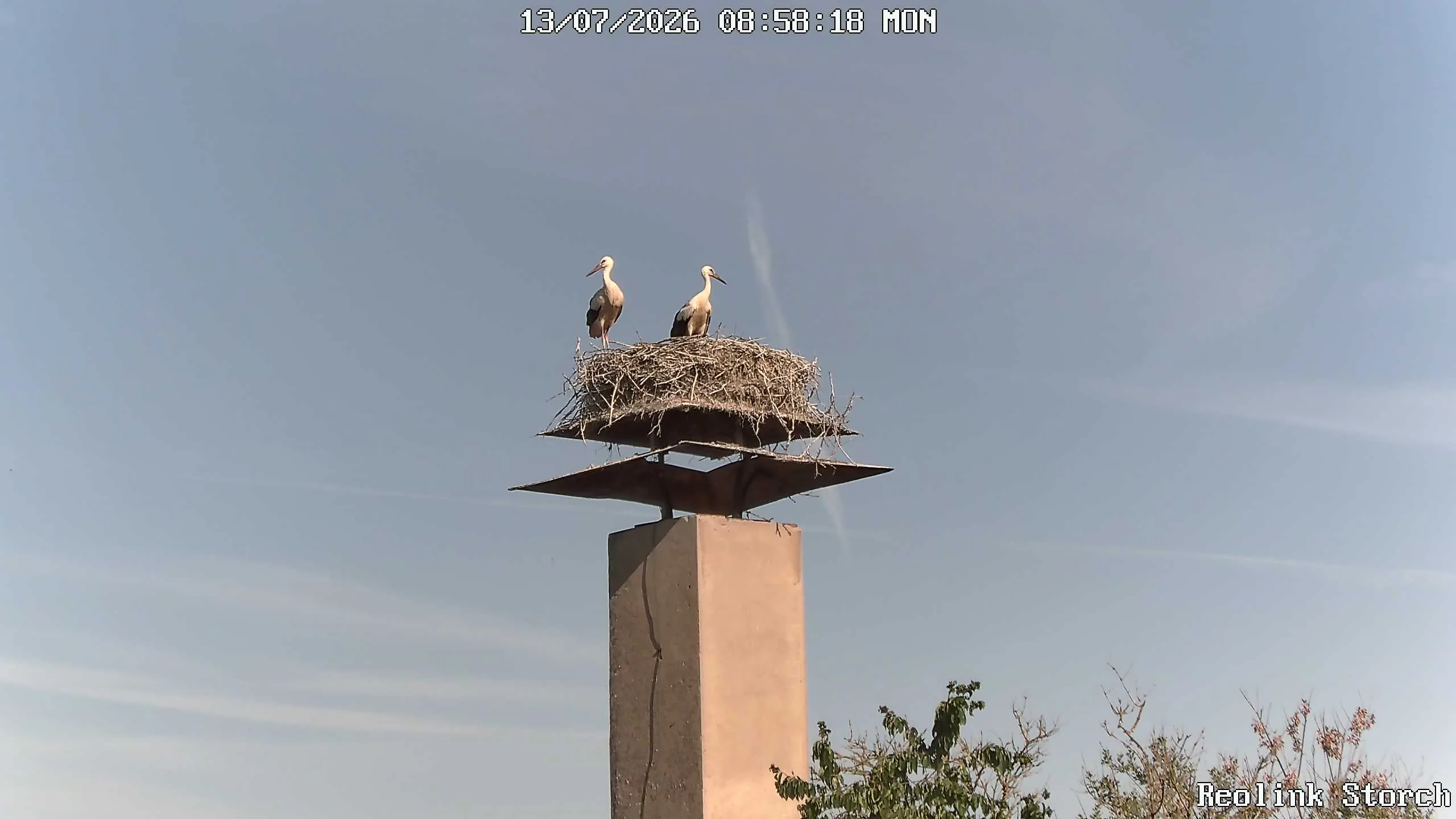 Storchencam Bild