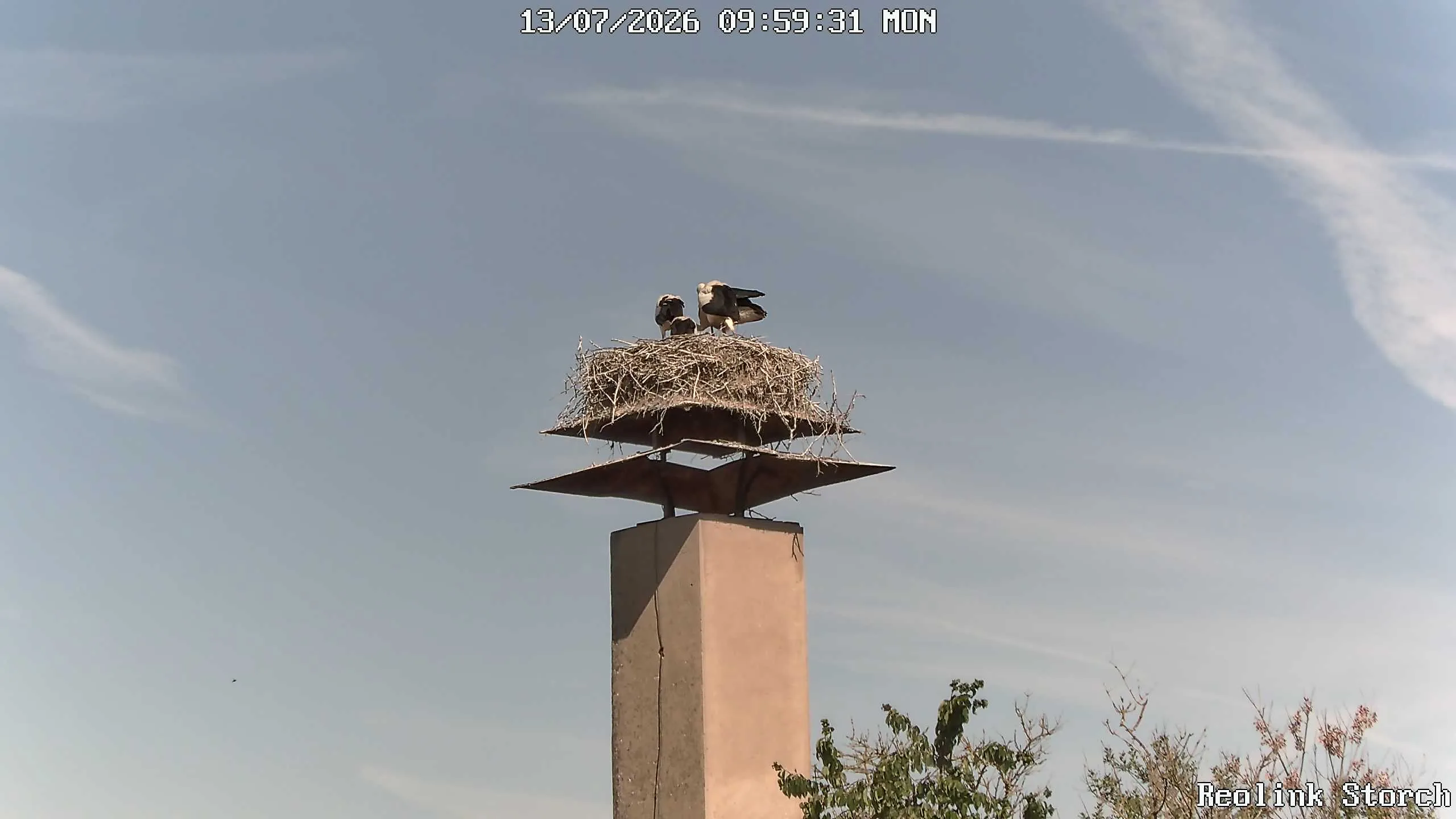Storchencam Bild