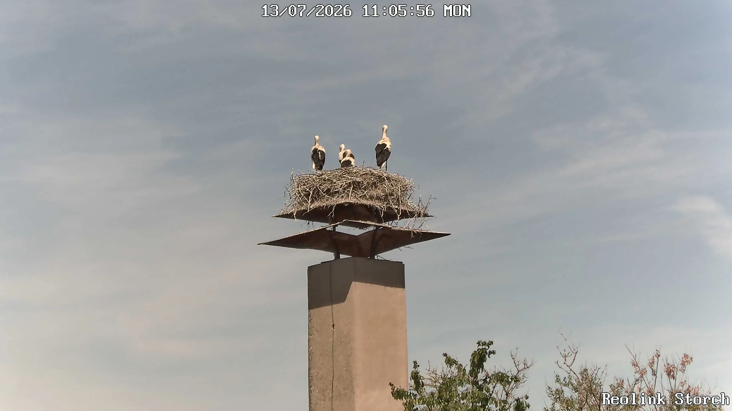 Storchencam Bild