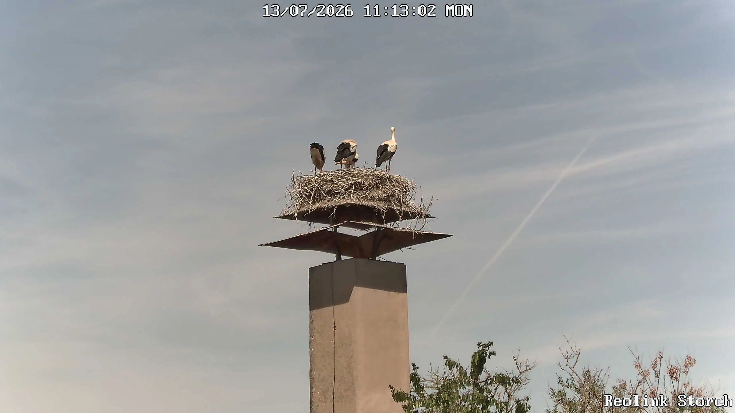 Storchencam Bild