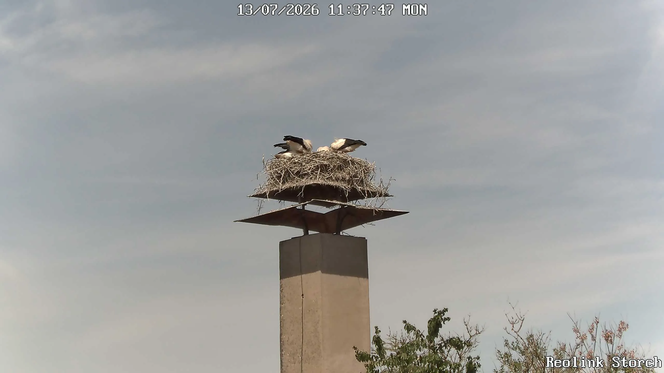 Storchencam Bild