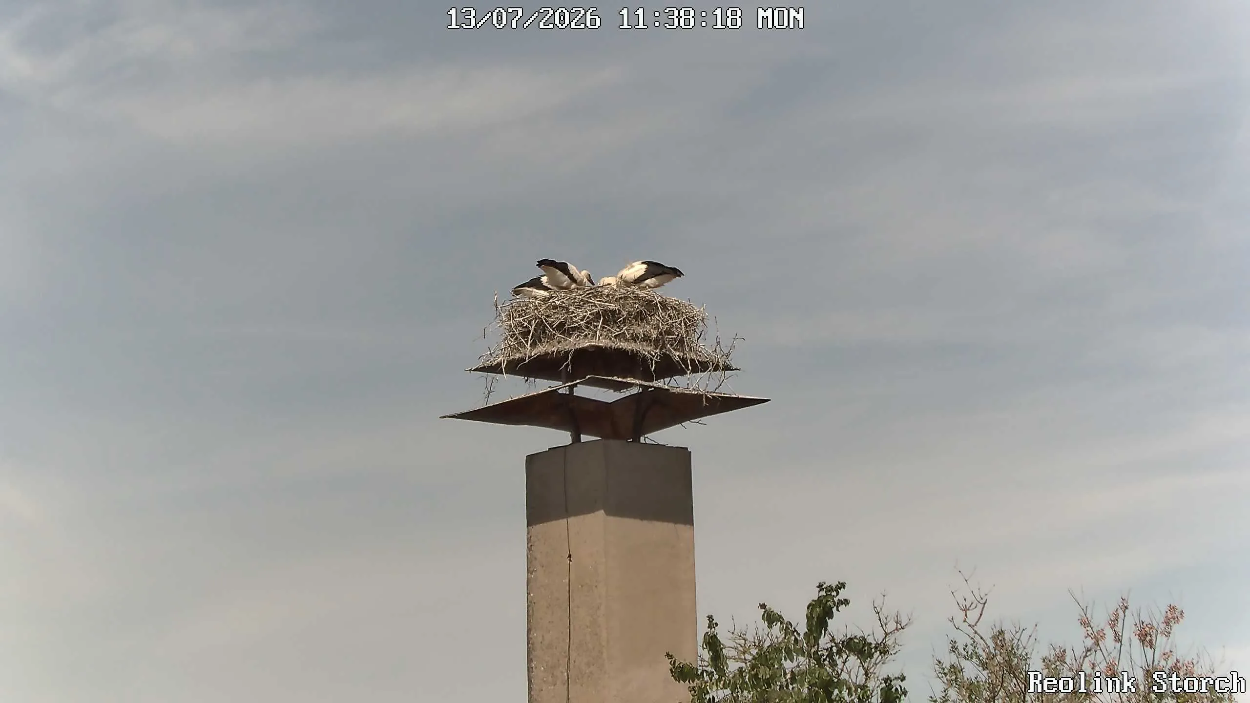 Storchencam Bild