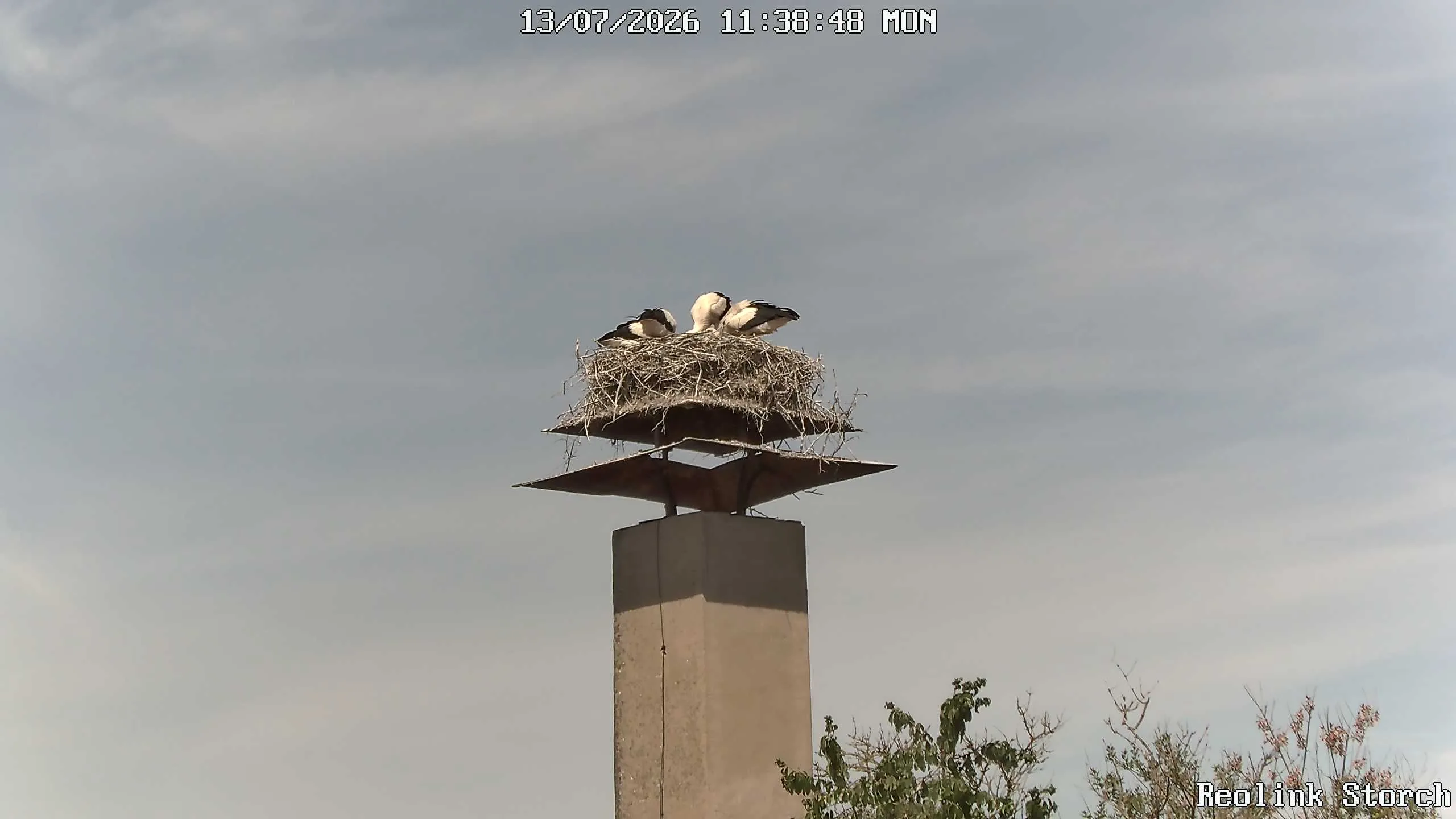 Storchencam Bild