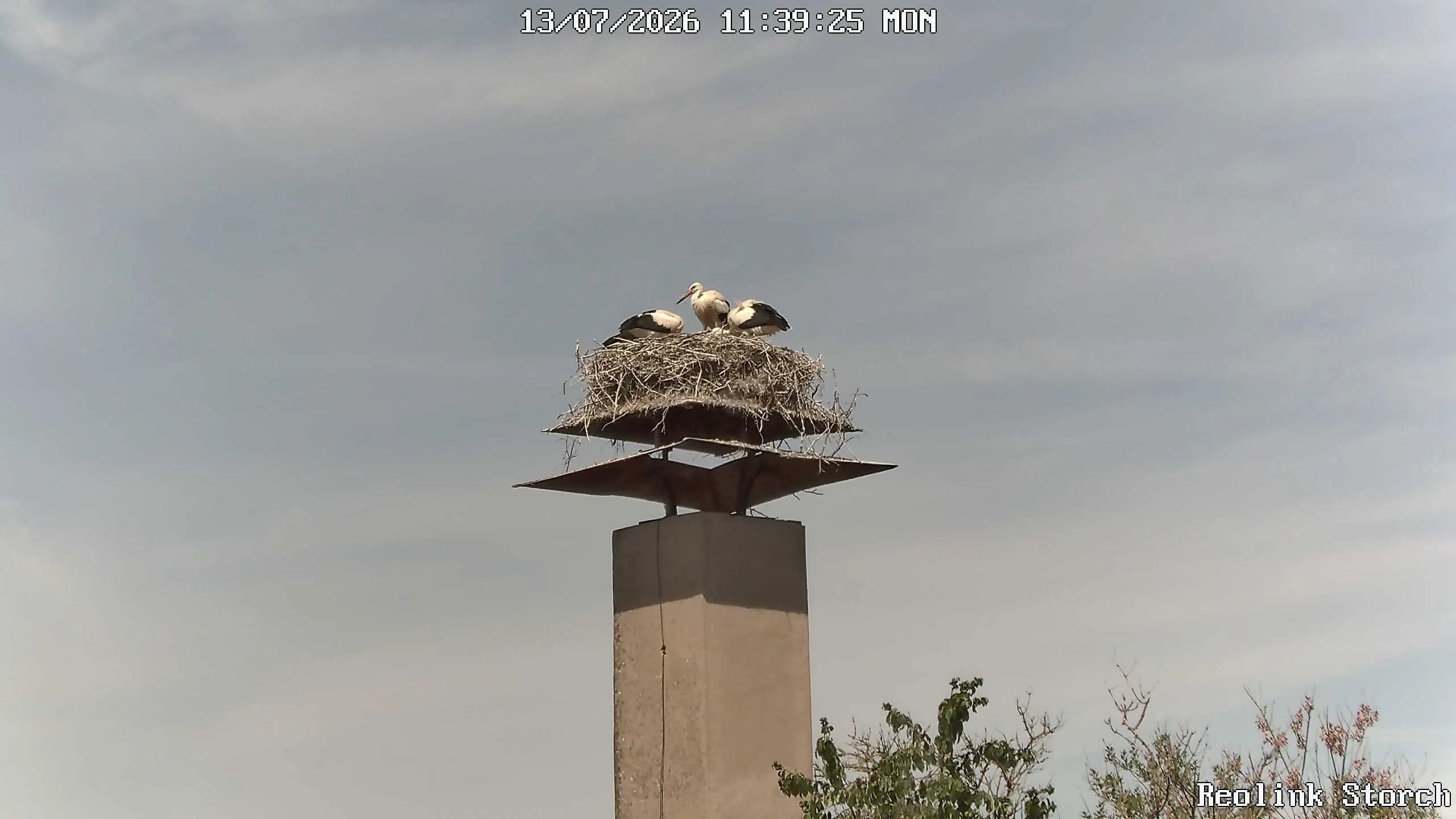 Storchencam Bild