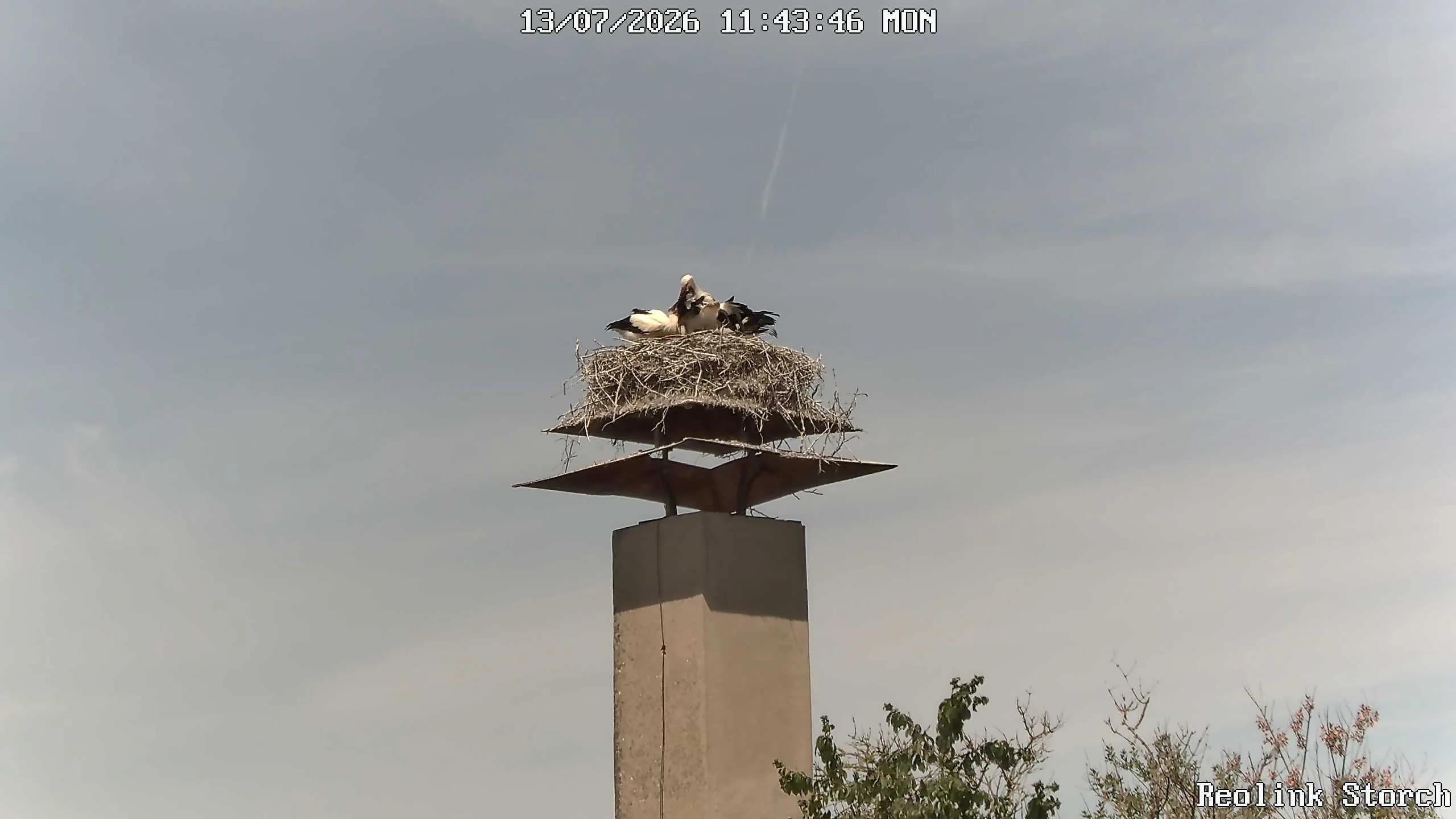 Storchencam Bild