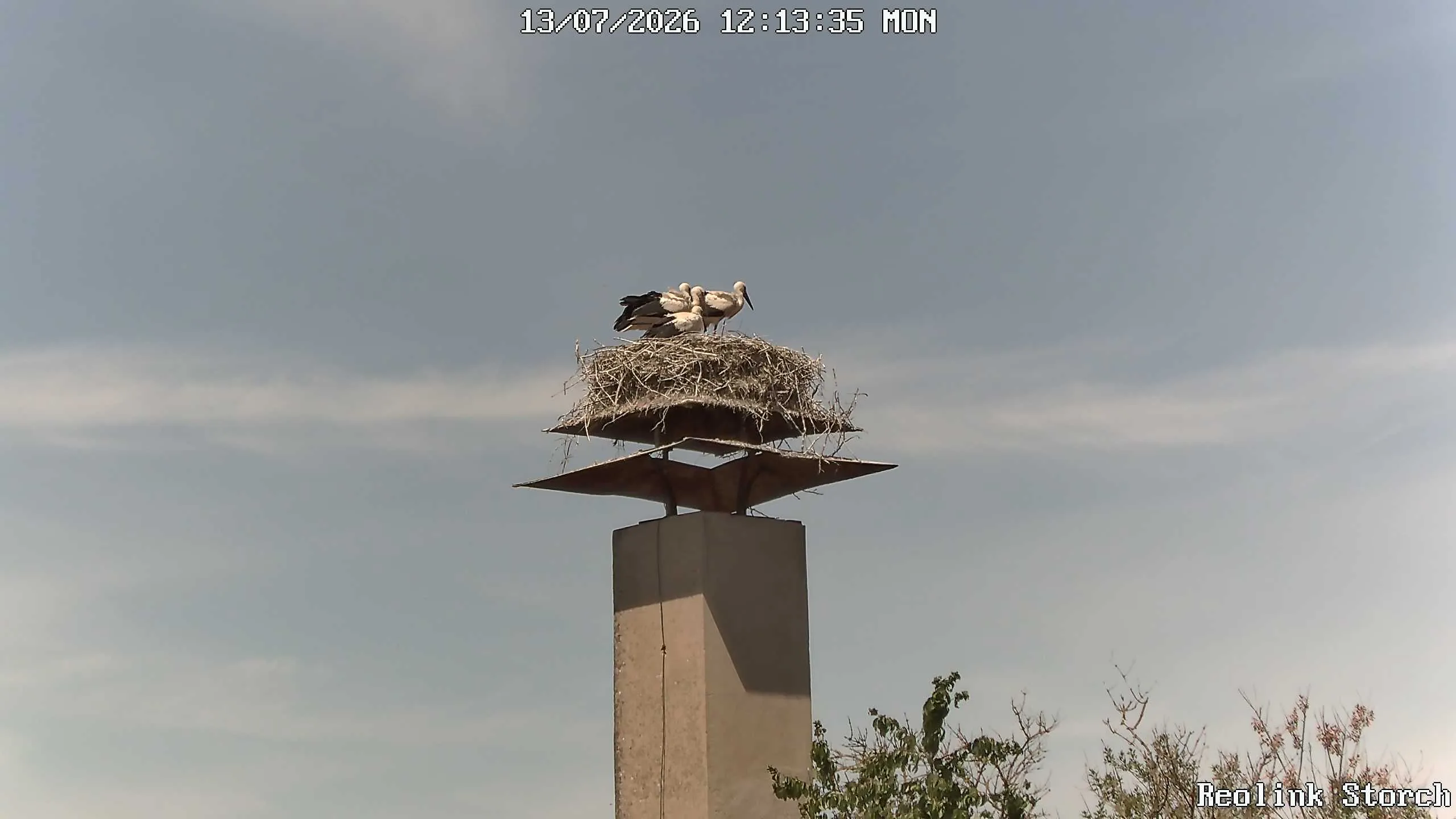 Storchencam Bild
