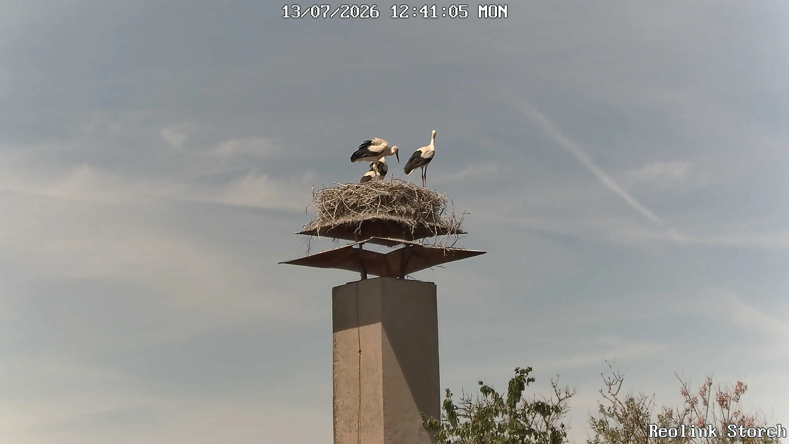 Storchencam Bild