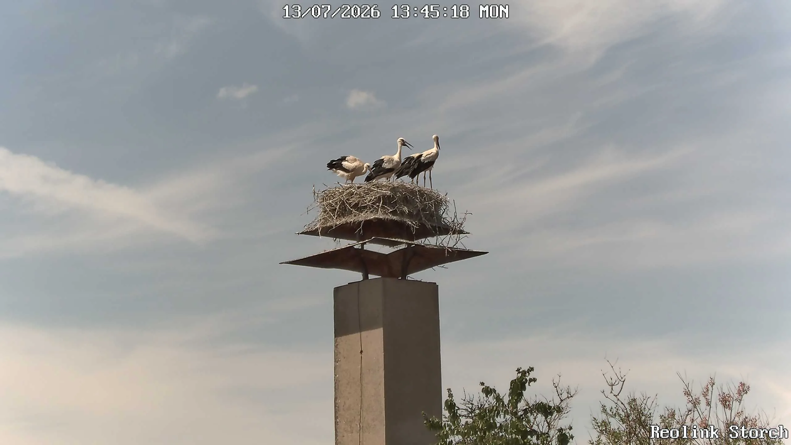 Storchencam Bild