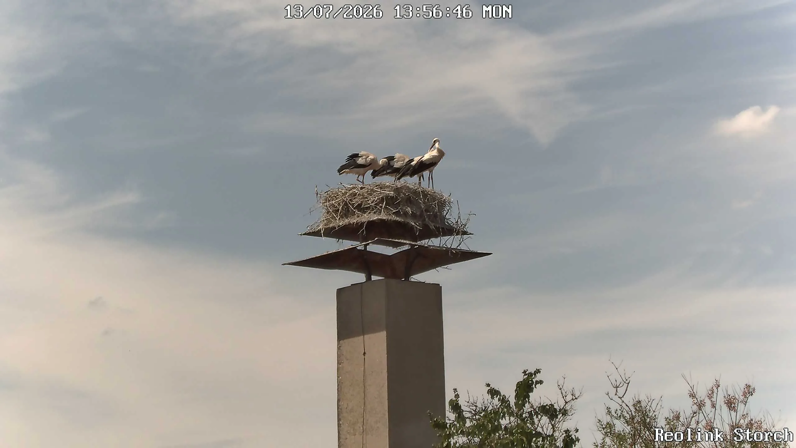 Storchencam Bild
