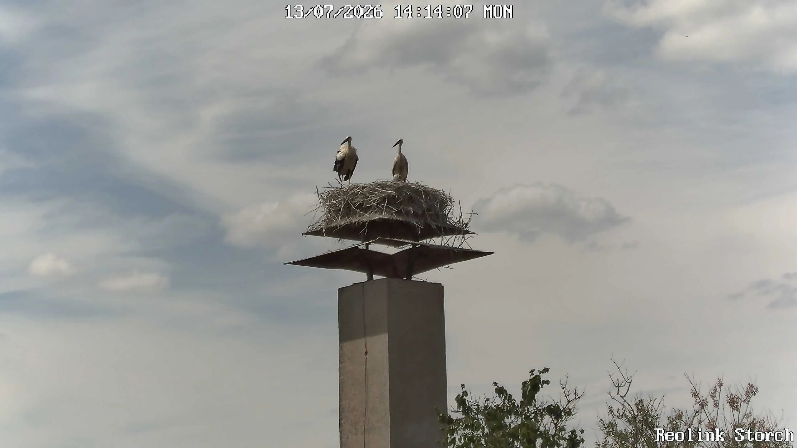 Storchencam Bild