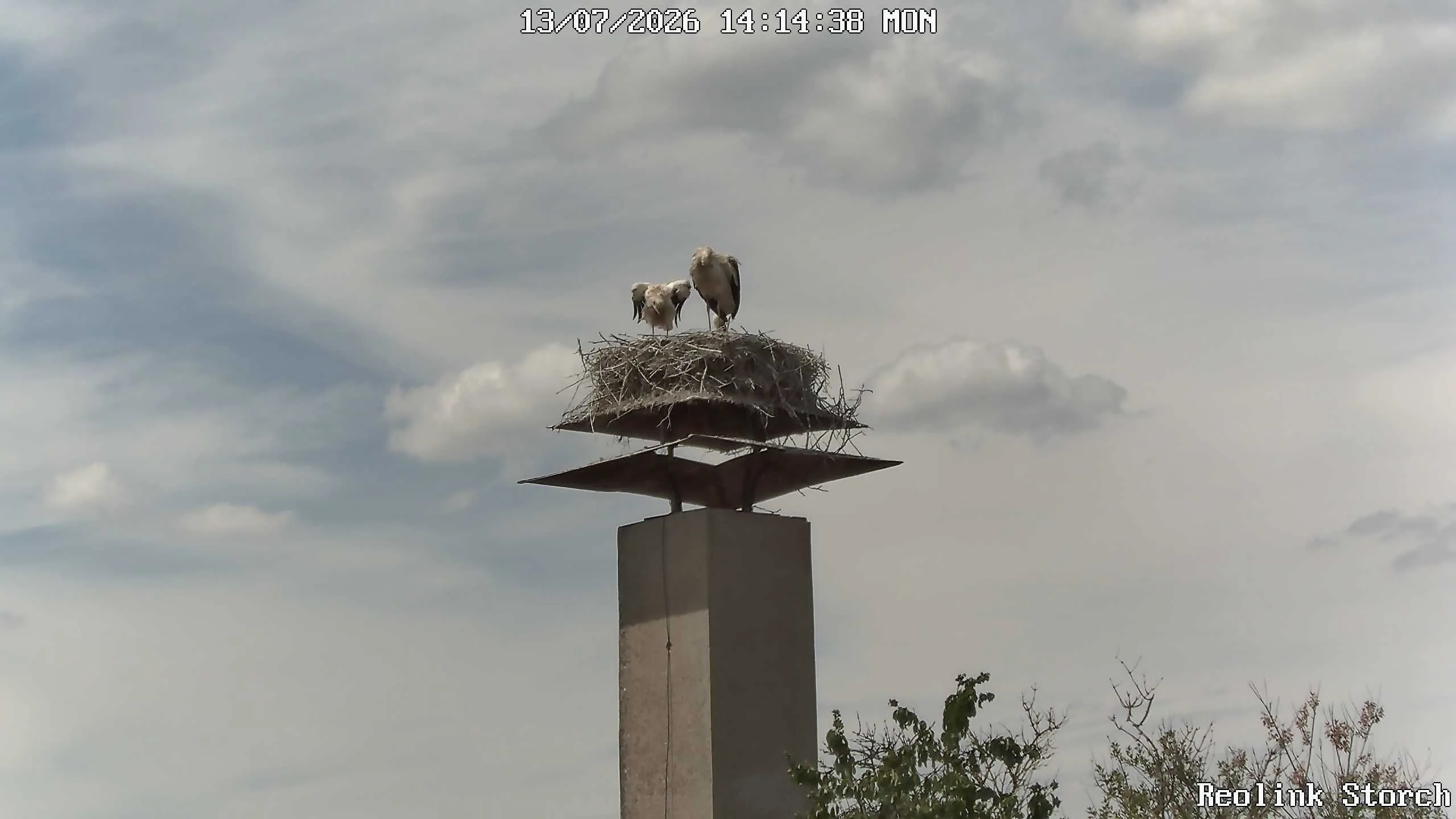 Storchencam Bild