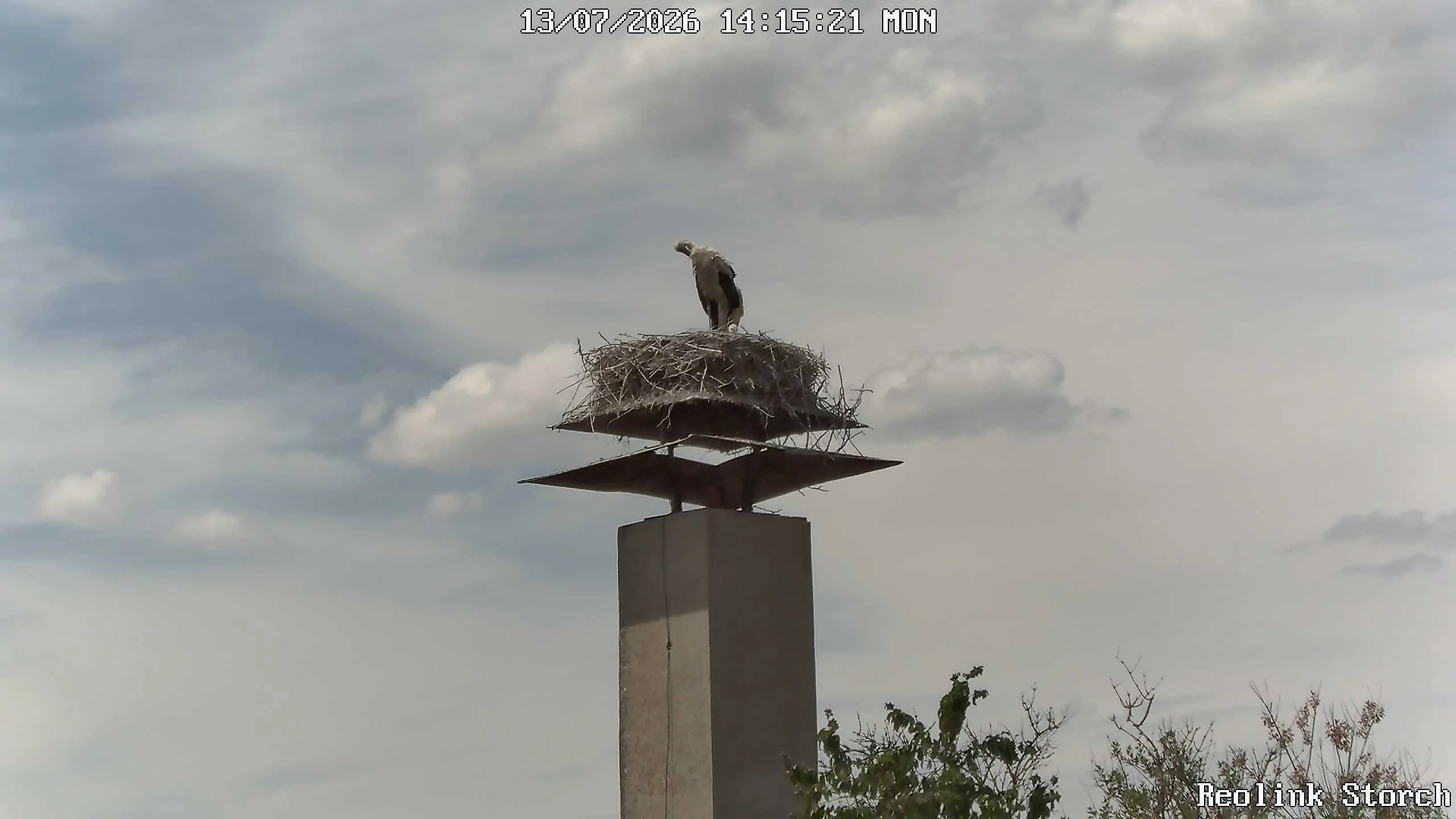 Storchencam Bild