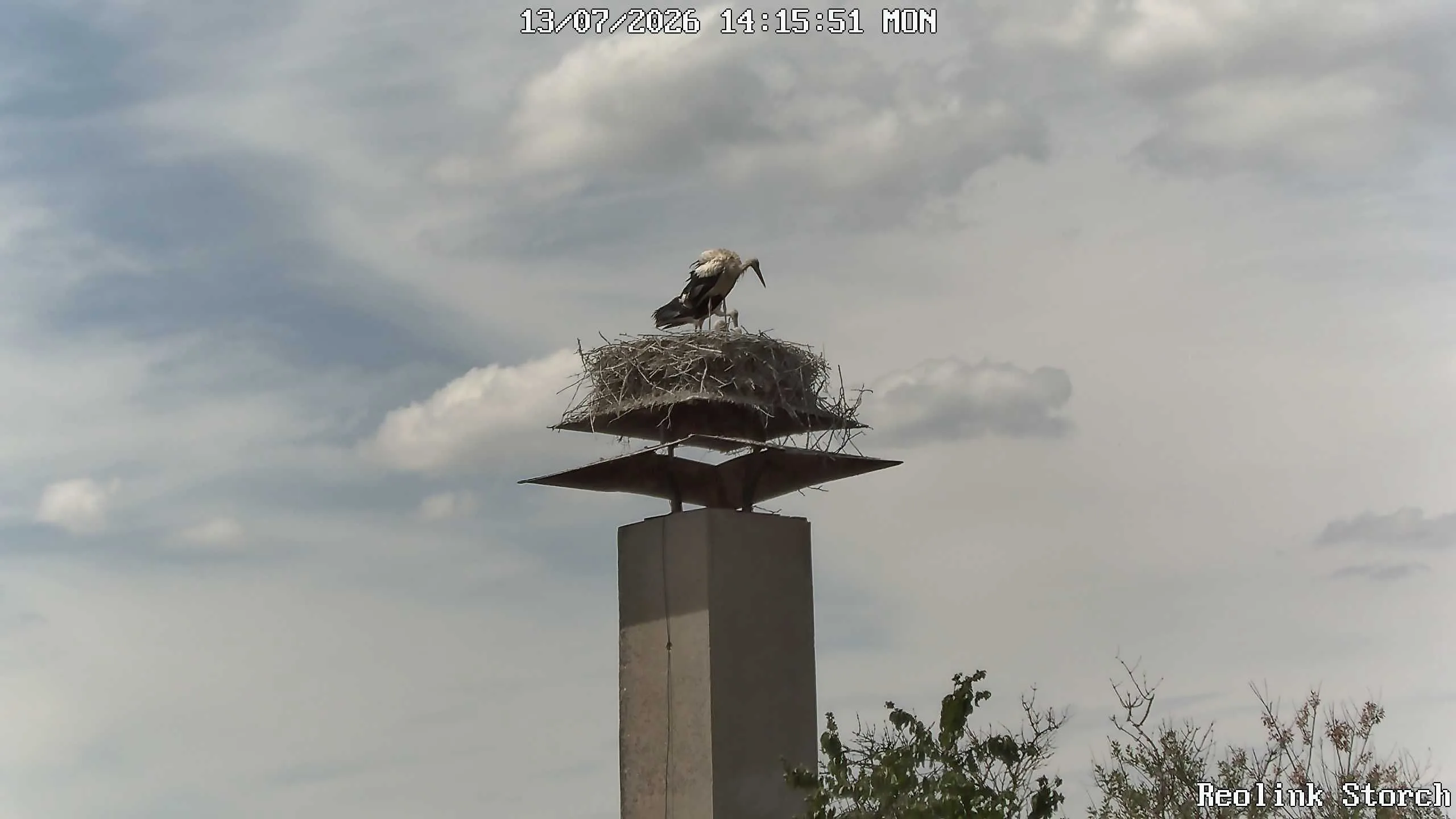 Storchencam Bild