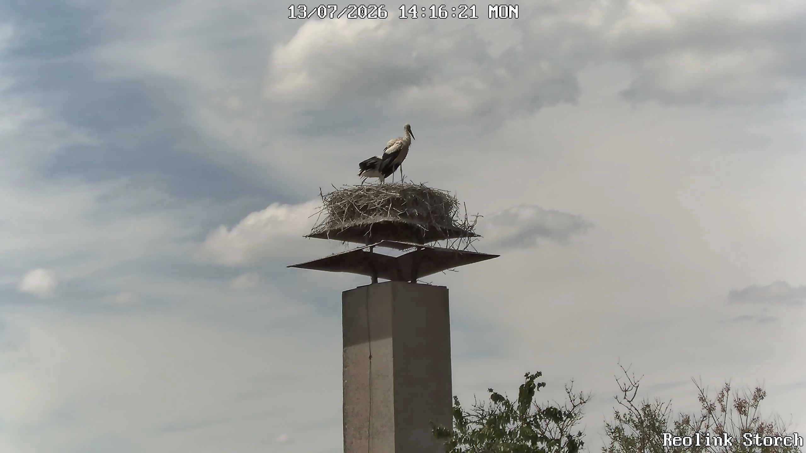 Storchencam Bild