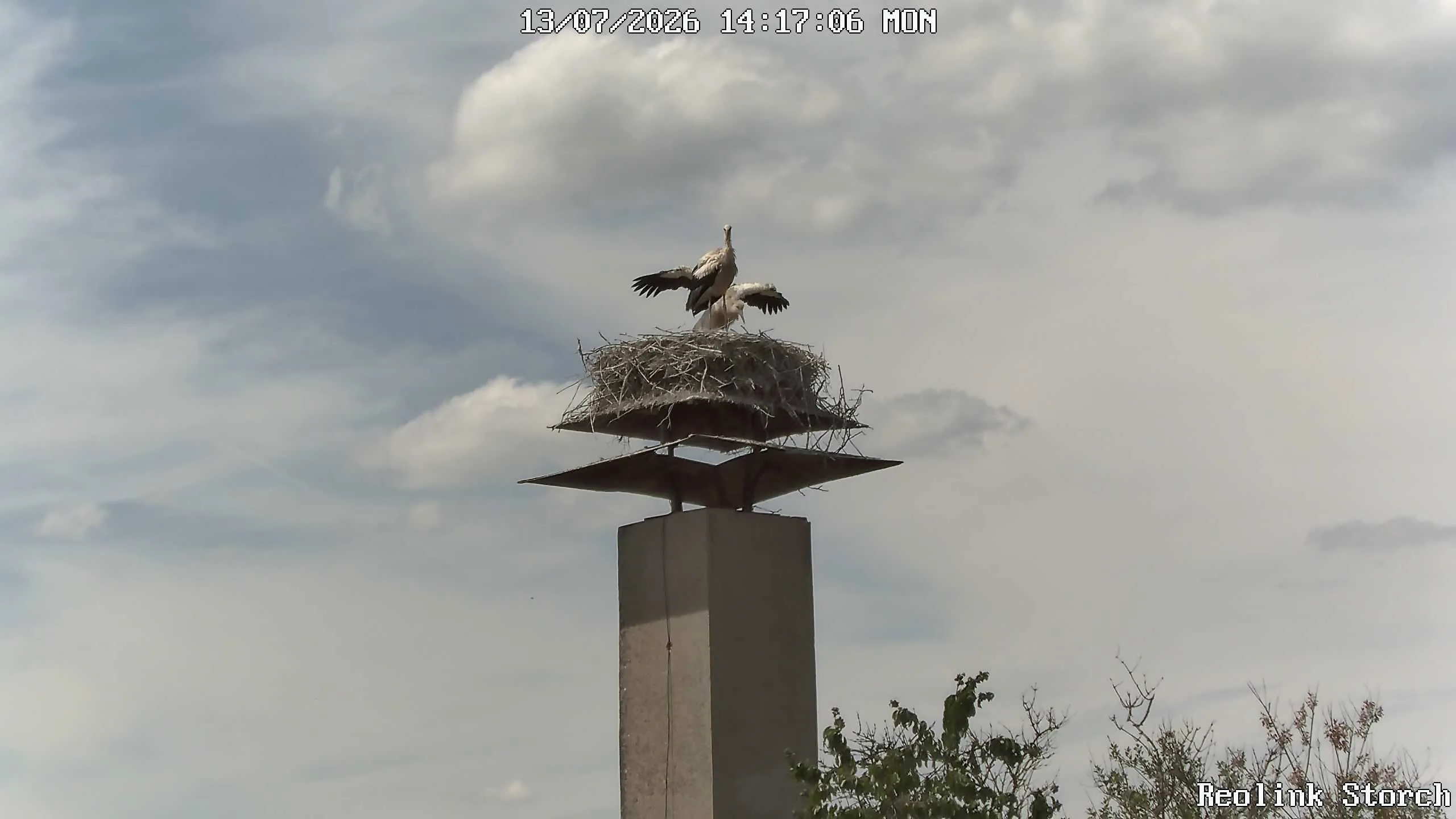 Storchencam Bild