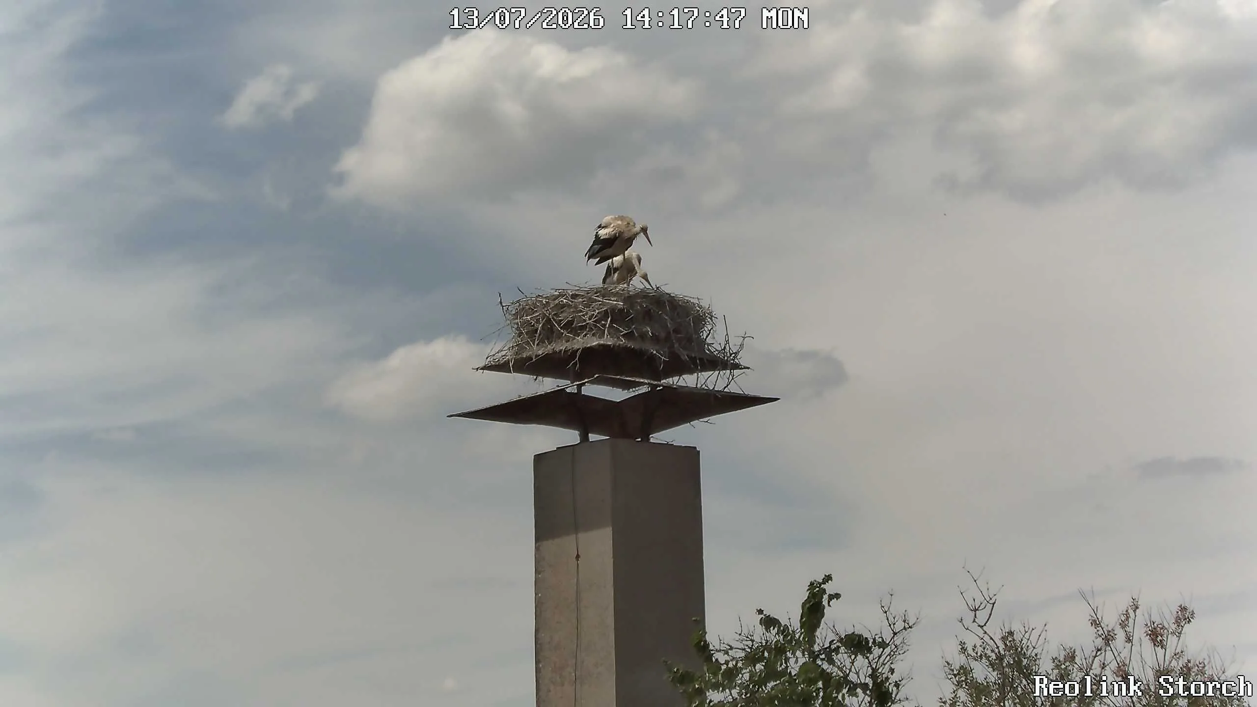 Storchencam Bild