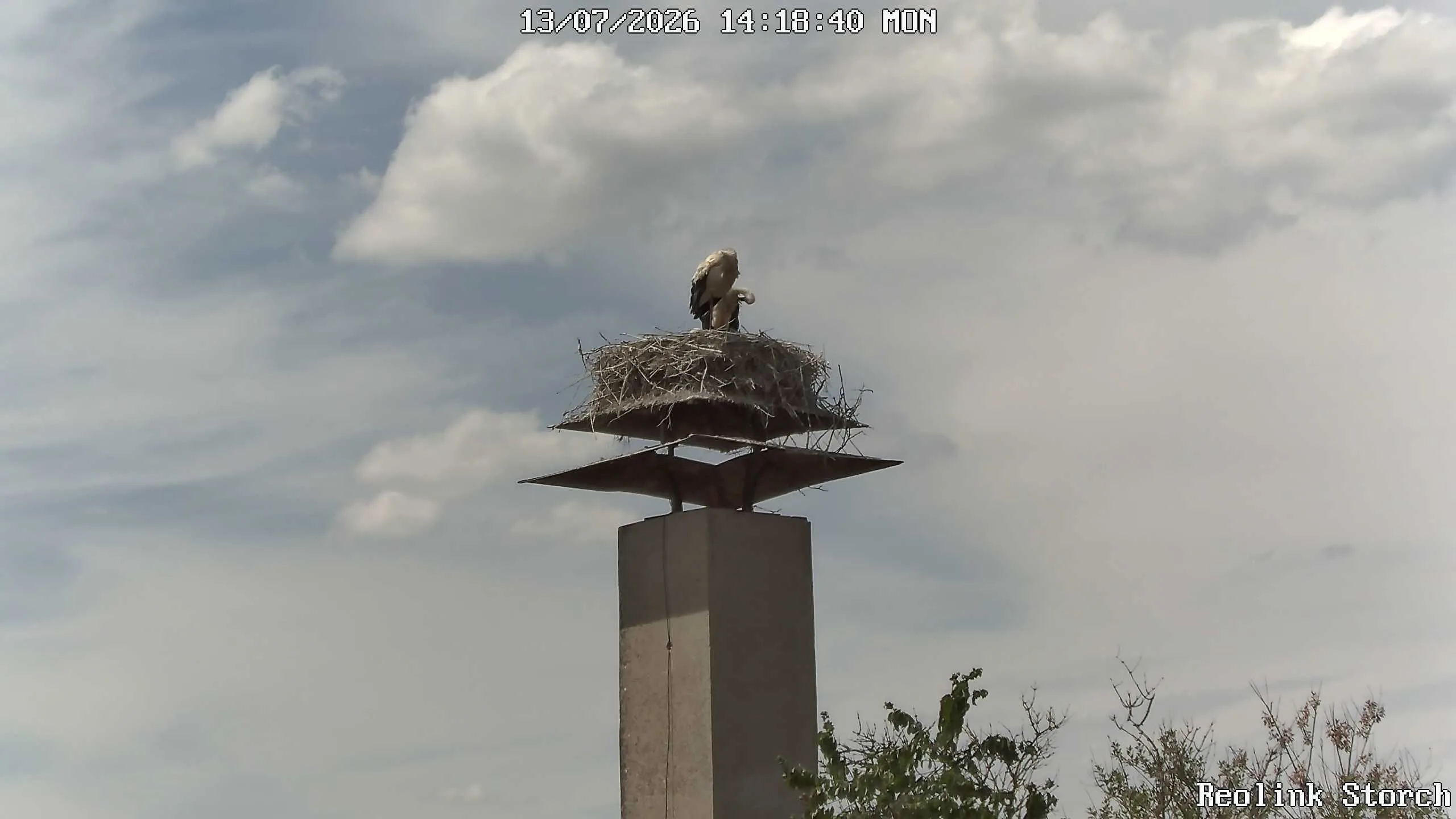 Storchencam Bild