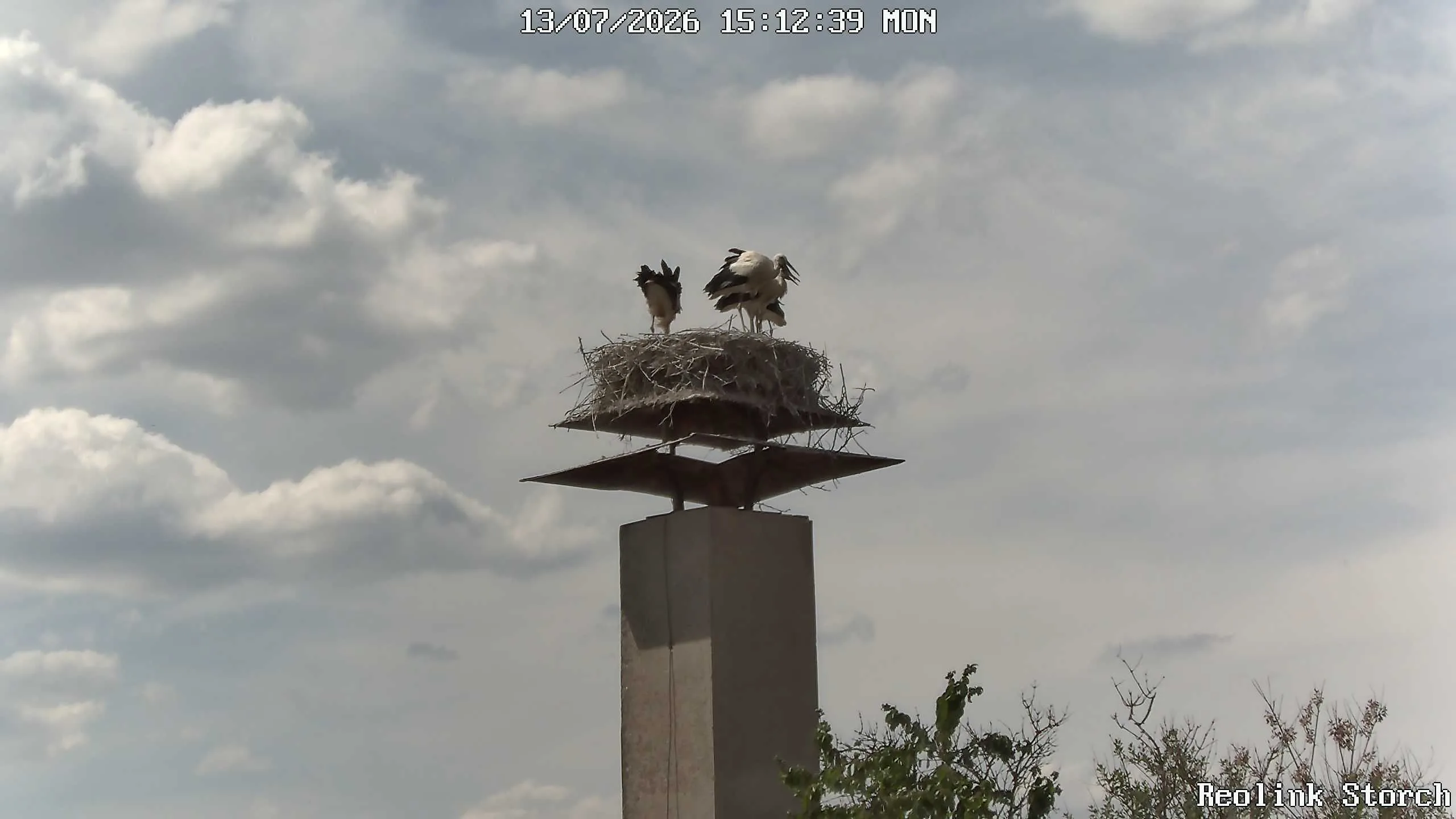 Storchencam Bild