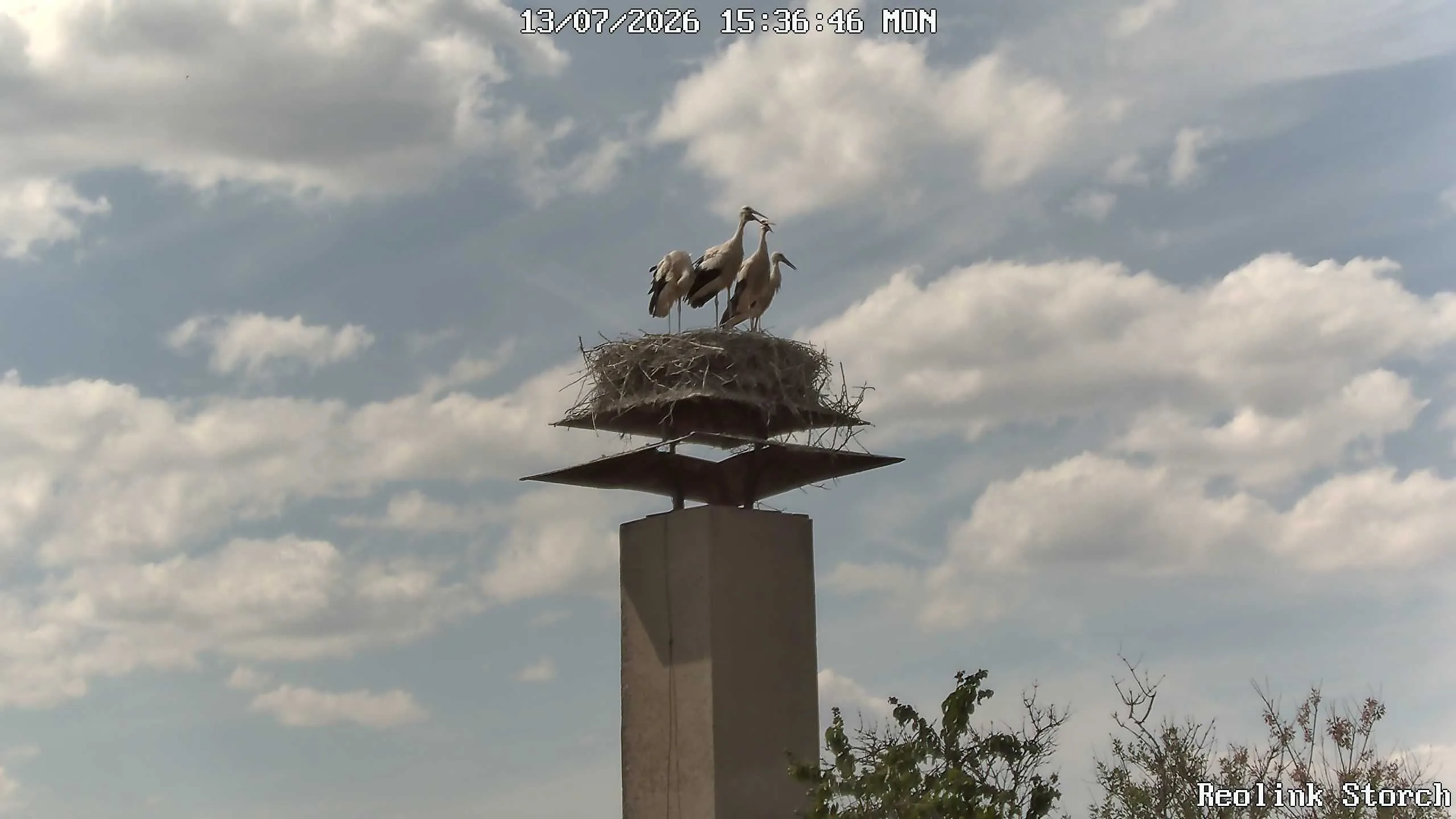 Storchencam Bild