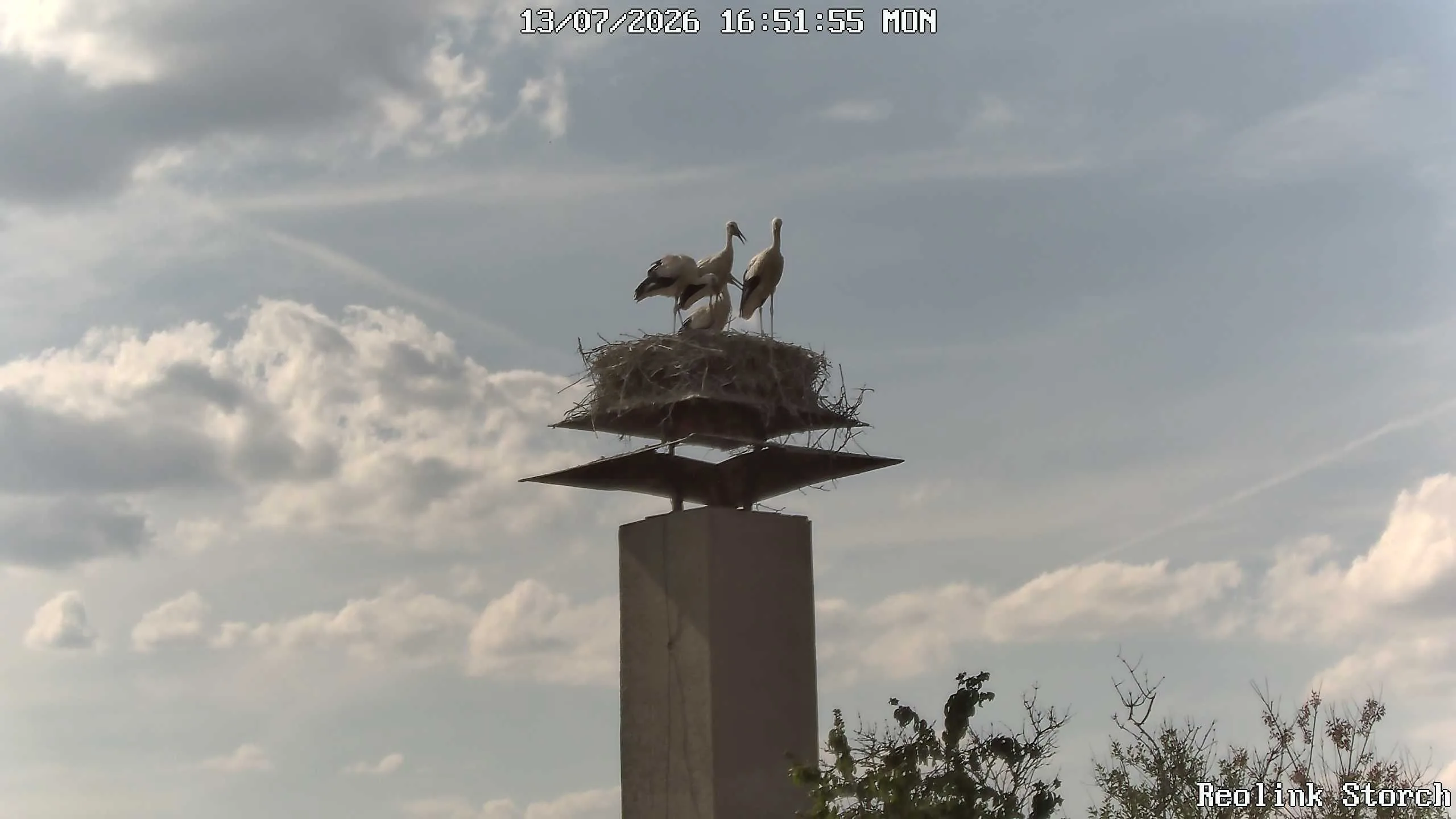 Storchencam Bild