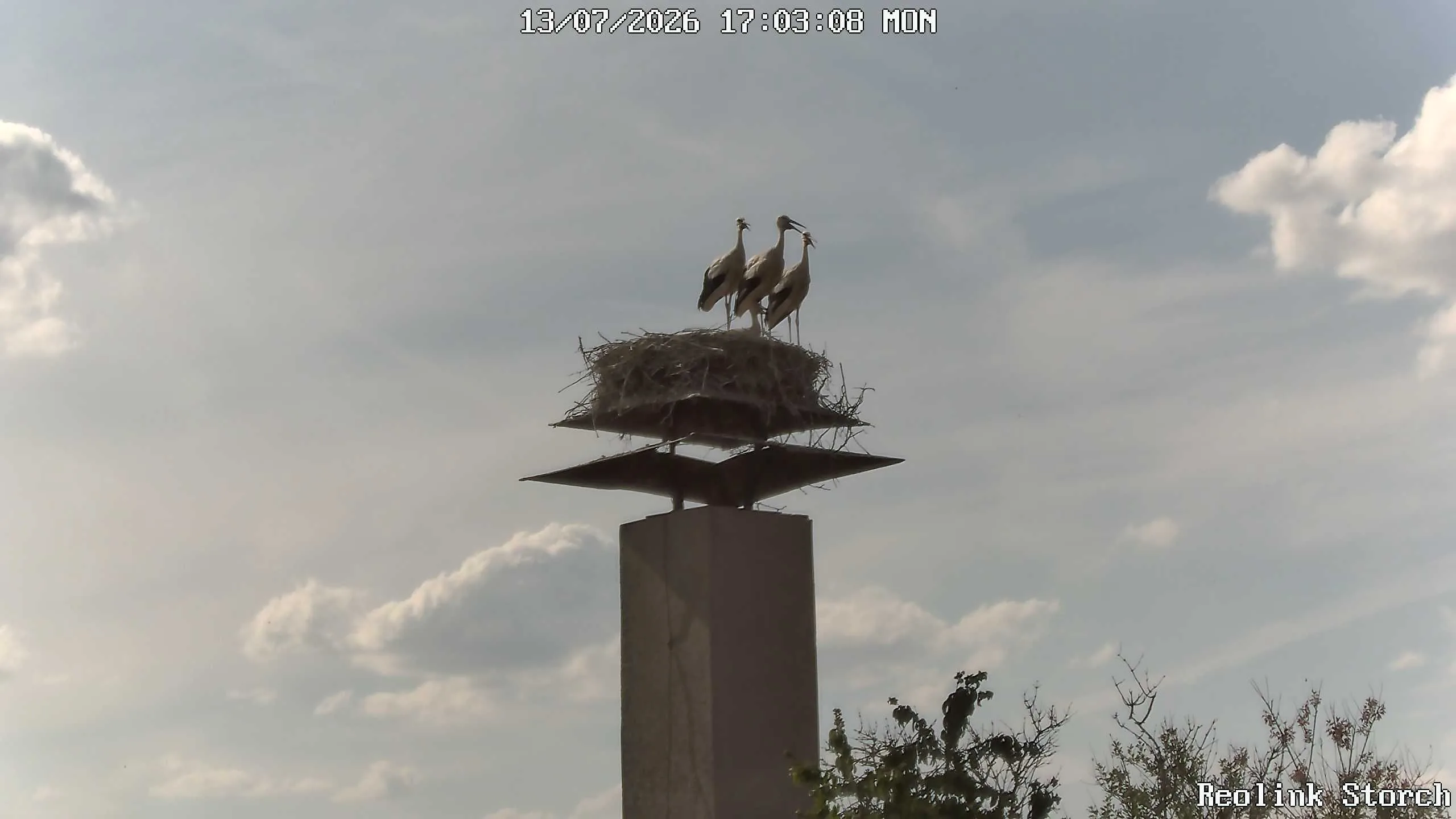Storchencam Bild