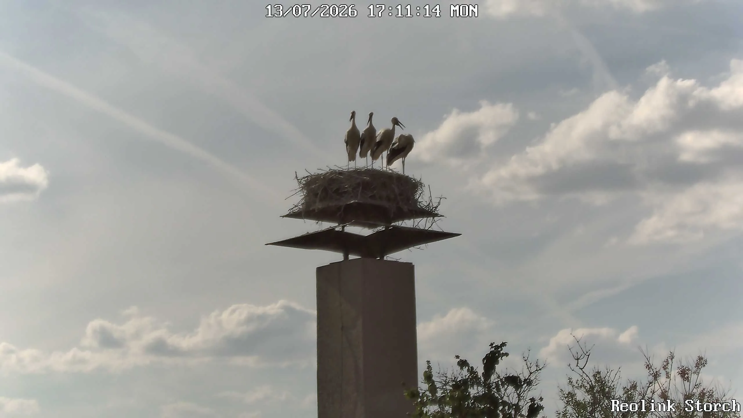 Storchencam Bild