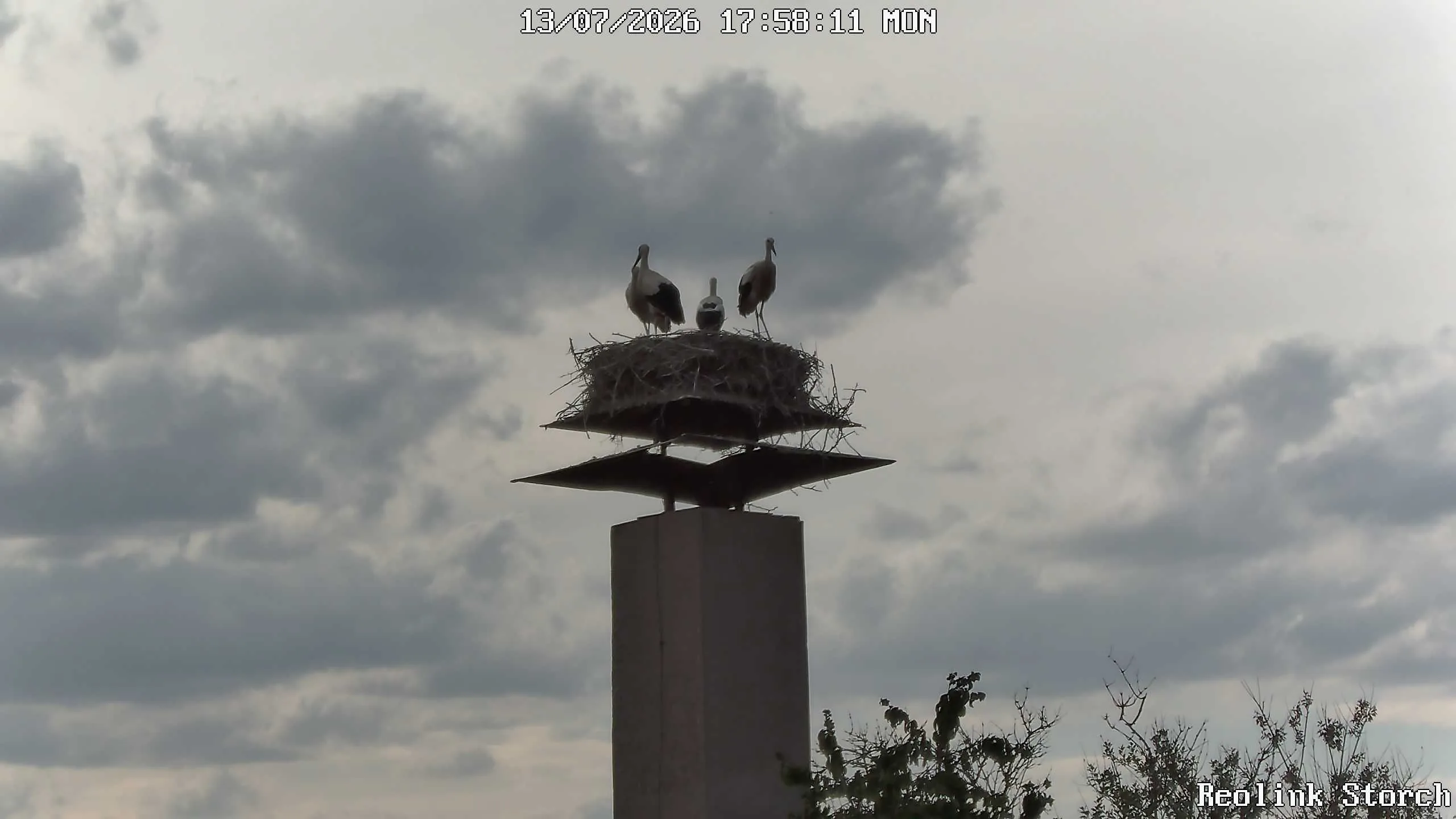 Storchencam Bild
