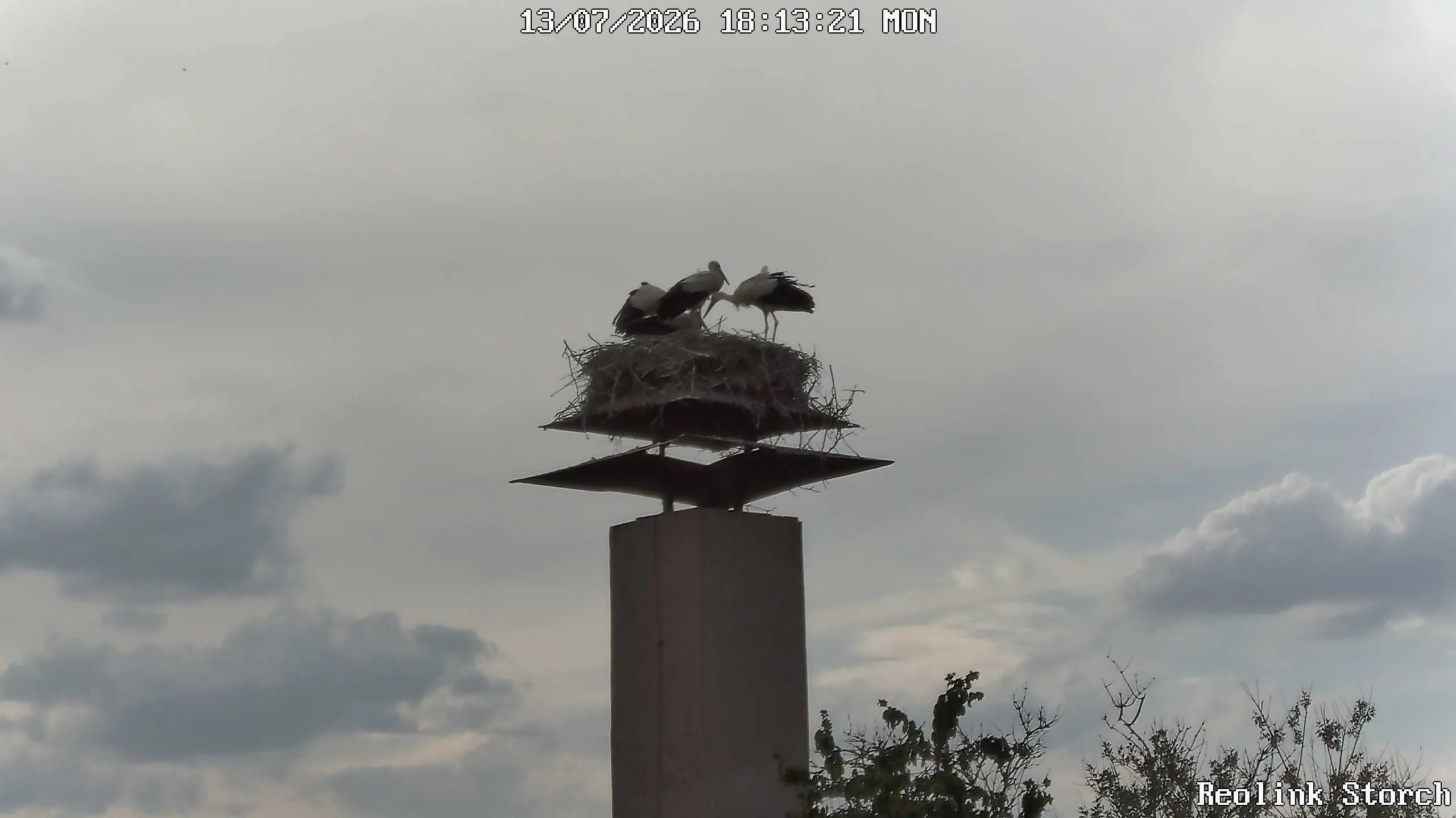 Storchencam Bild