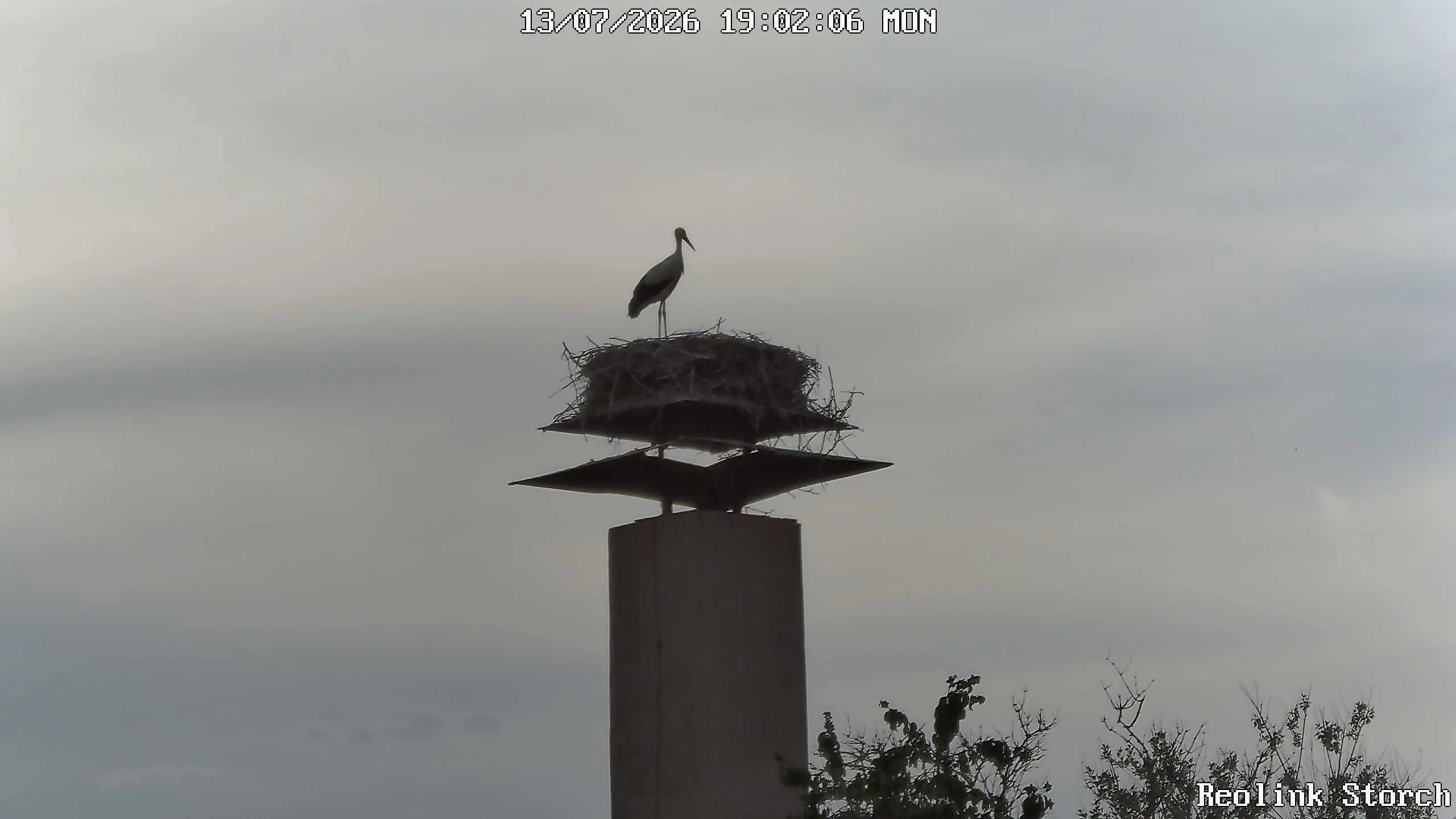 Storchencam Bild