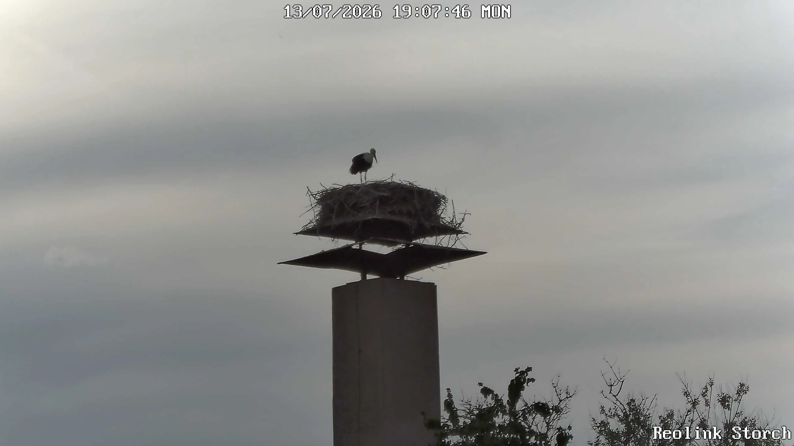 Storchencam Bild
