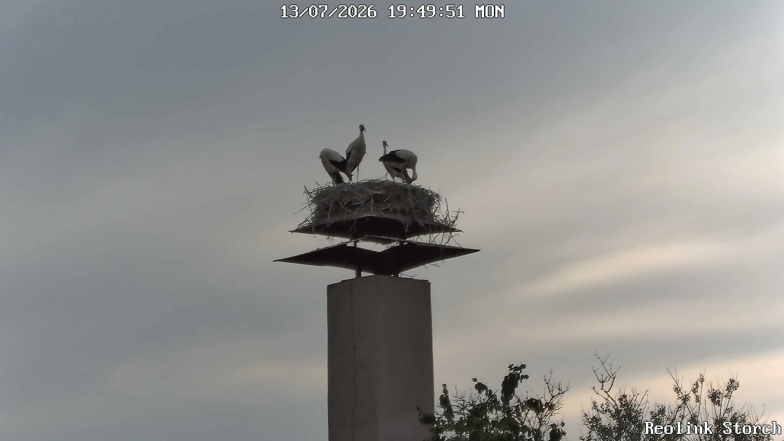 Storchencam Bild