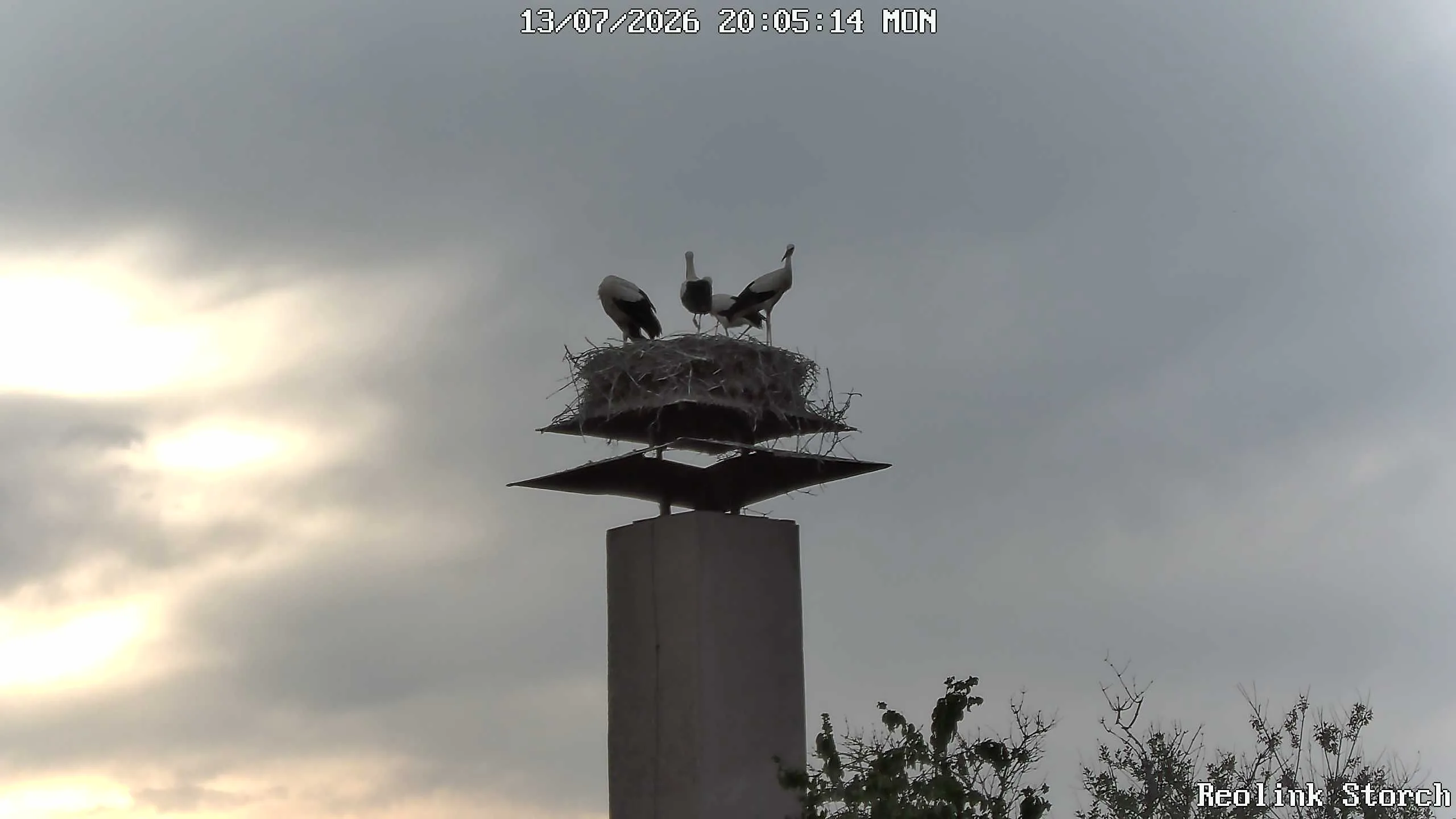 Storchencam Bild