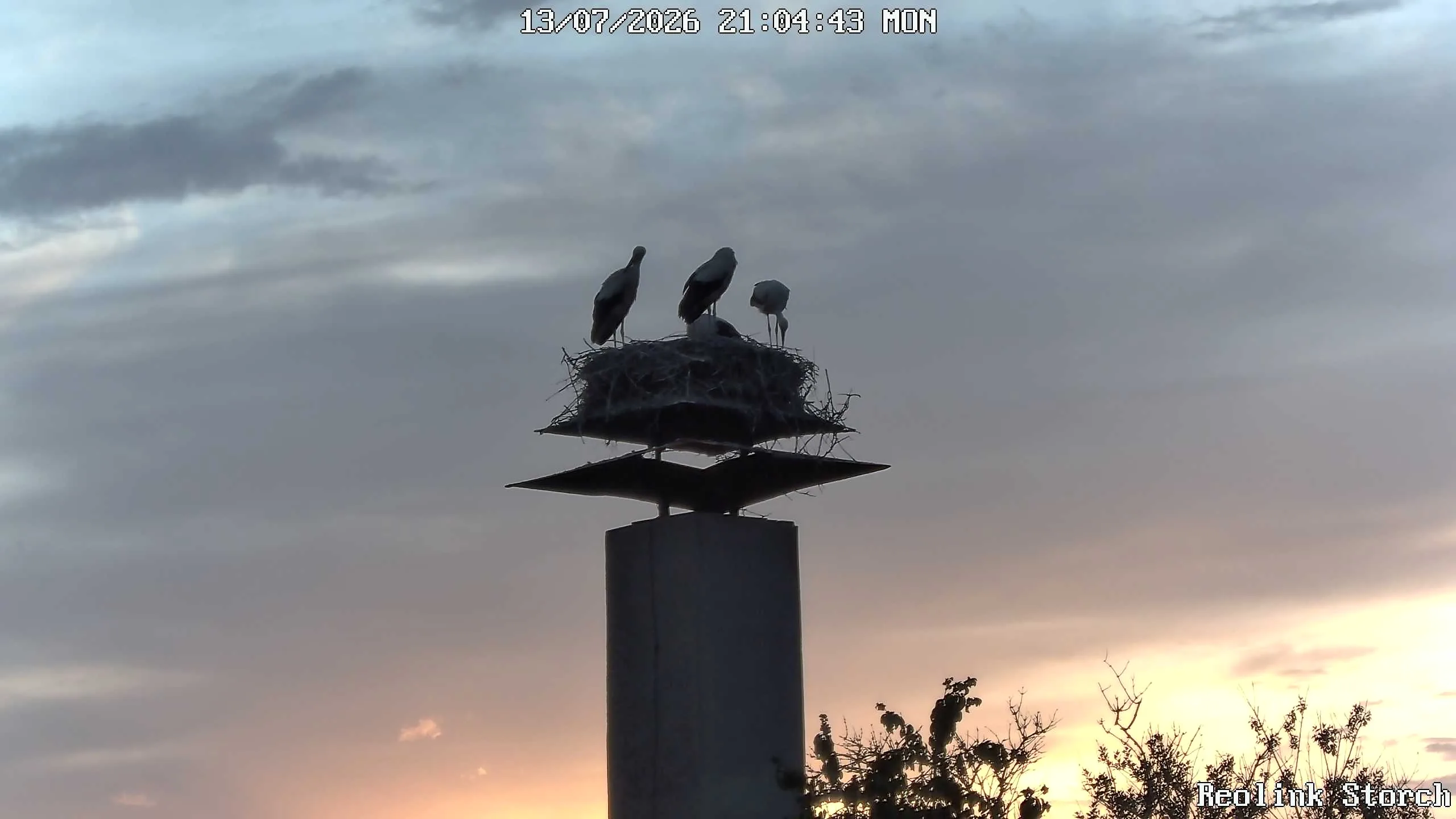 Storchencam Bild