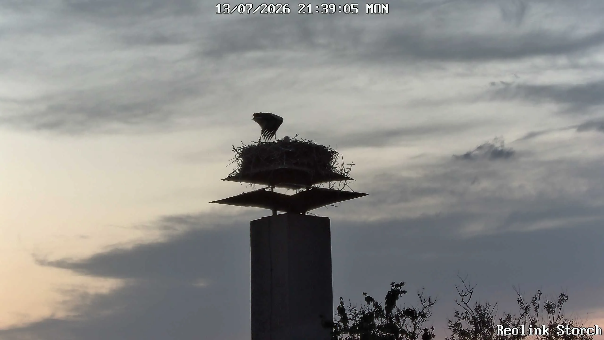 Storchencam Bild
