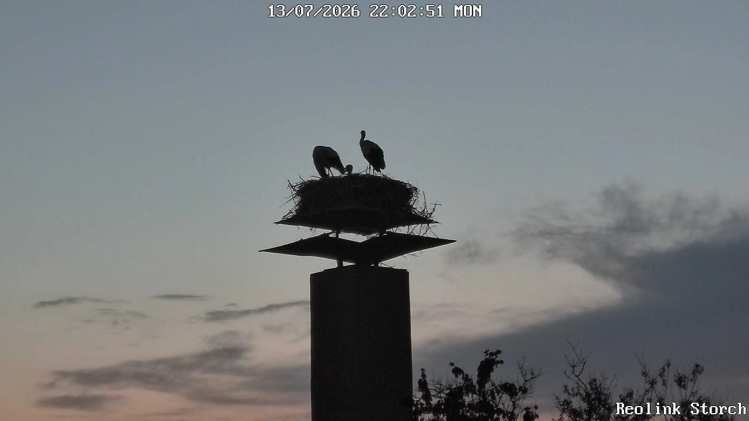 Storchencam Bild