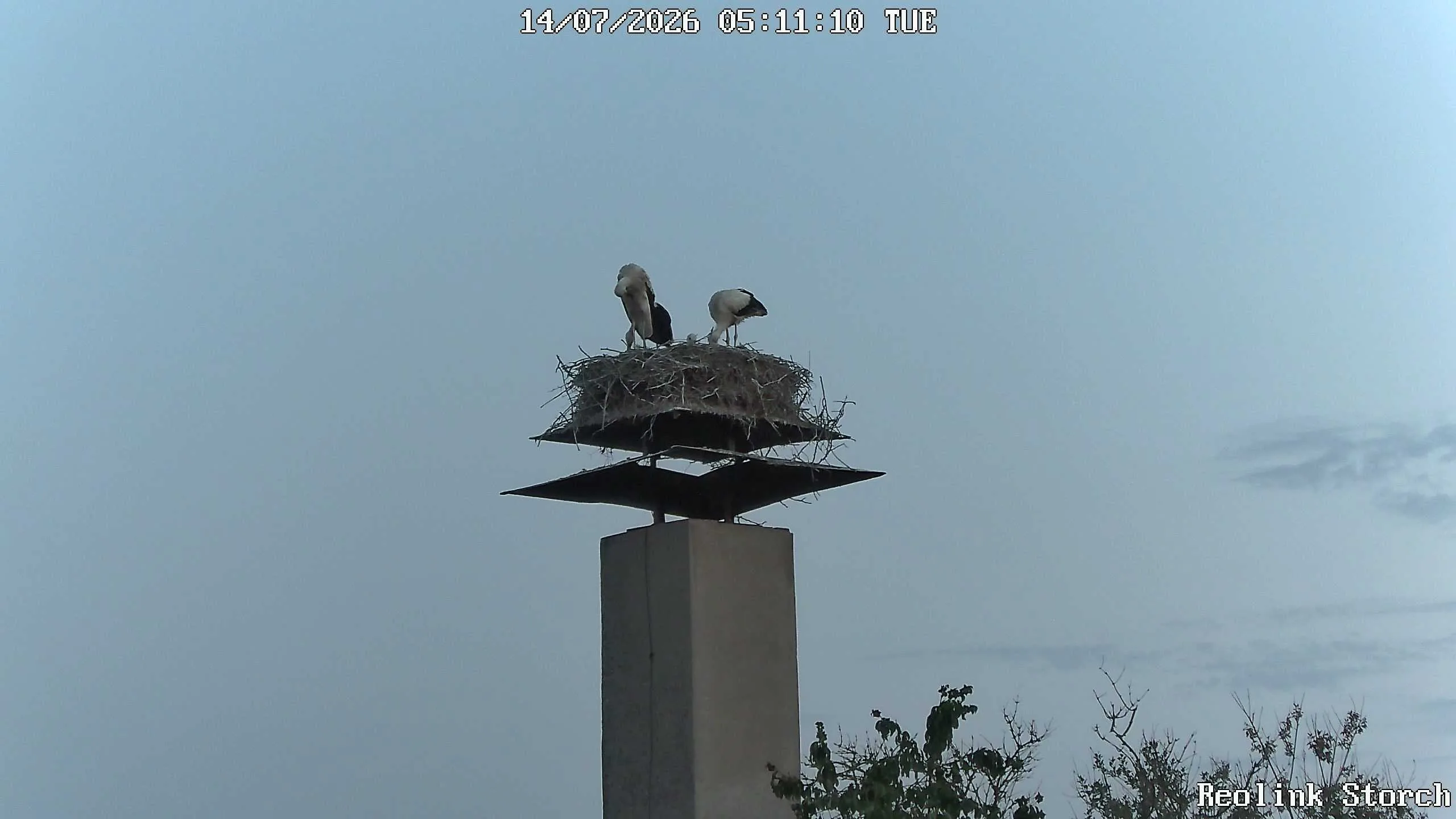 Storchencam Bild