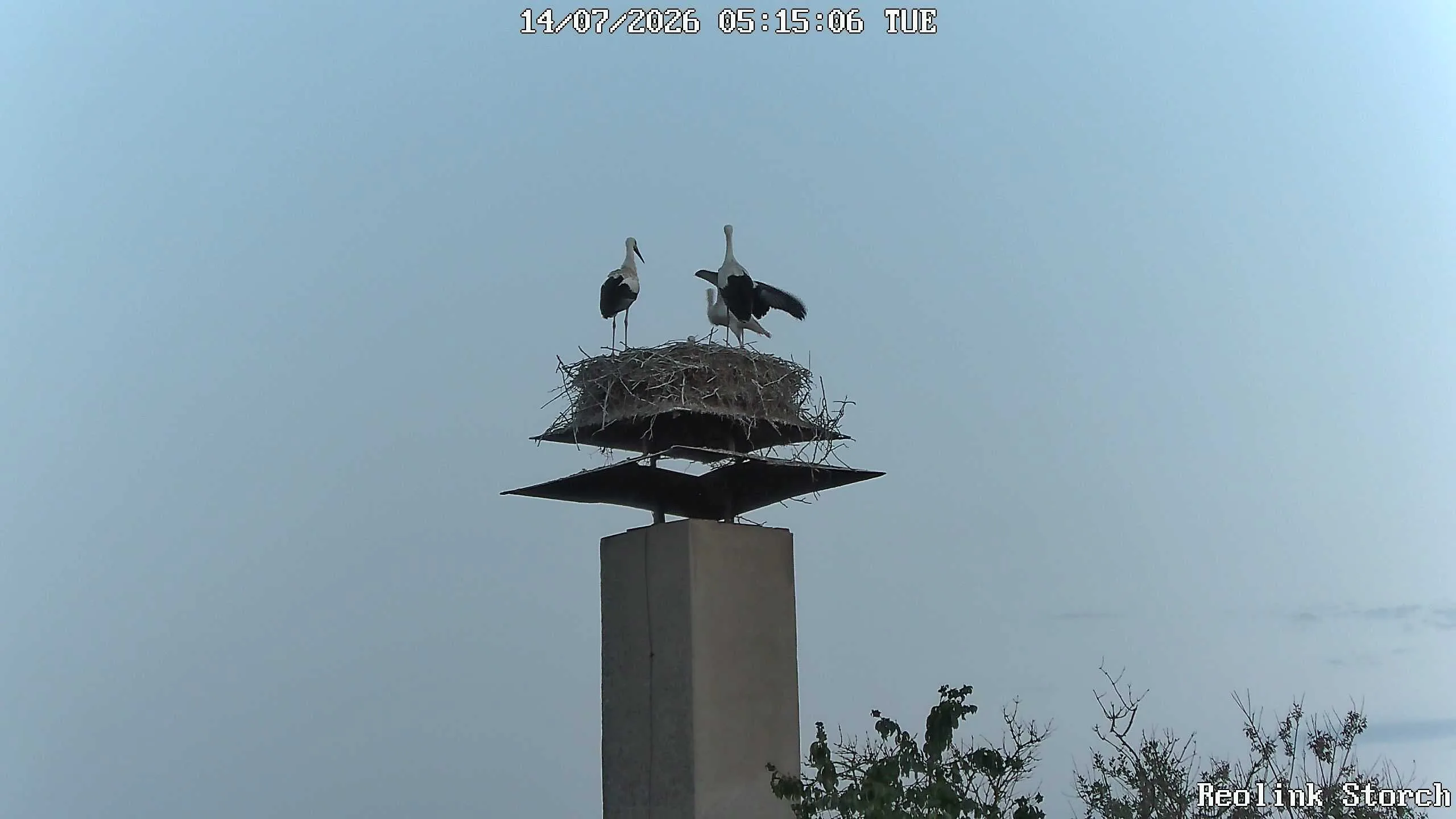 Storchencam Bild