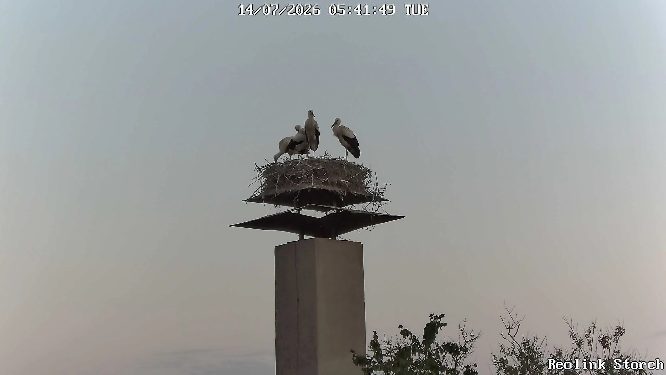 Storchencam Bild