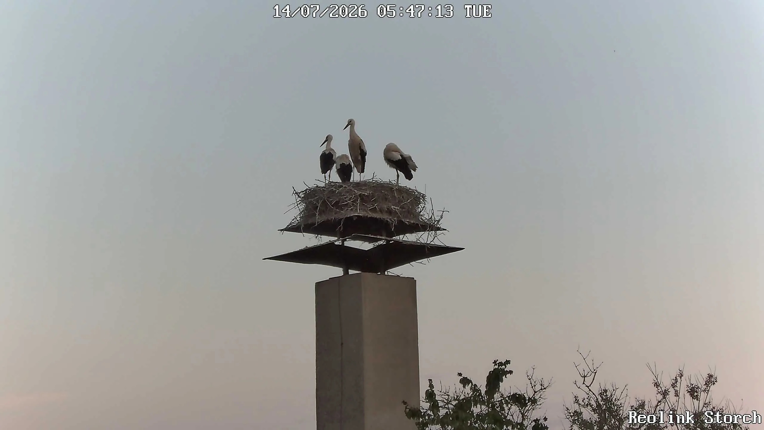 Storchencam Bild